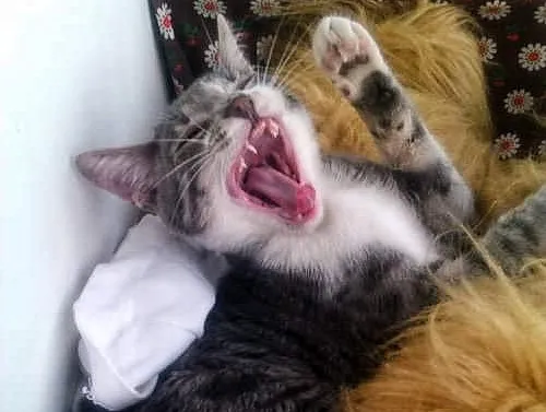 Animals Yawning