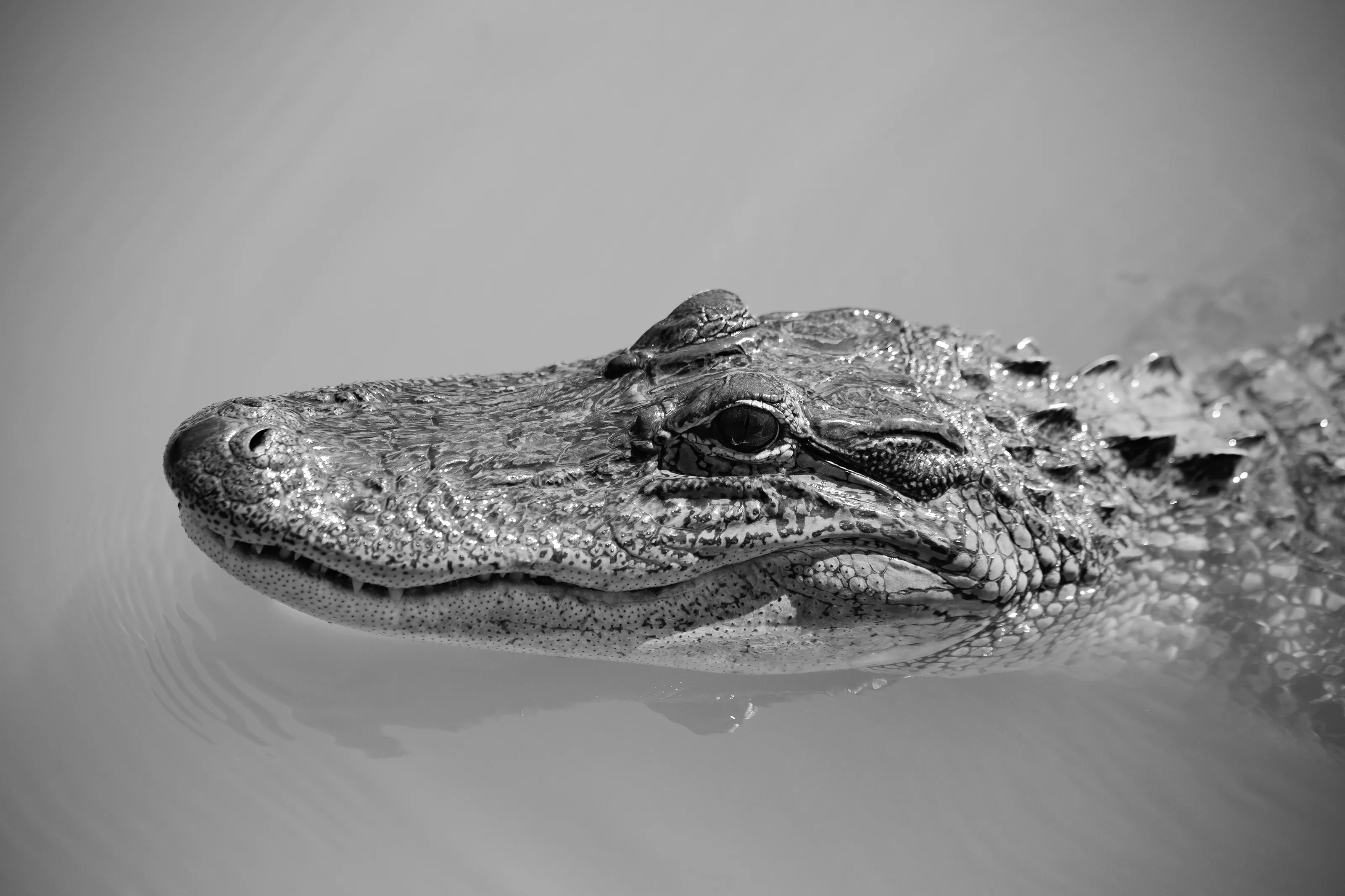 American Alligators