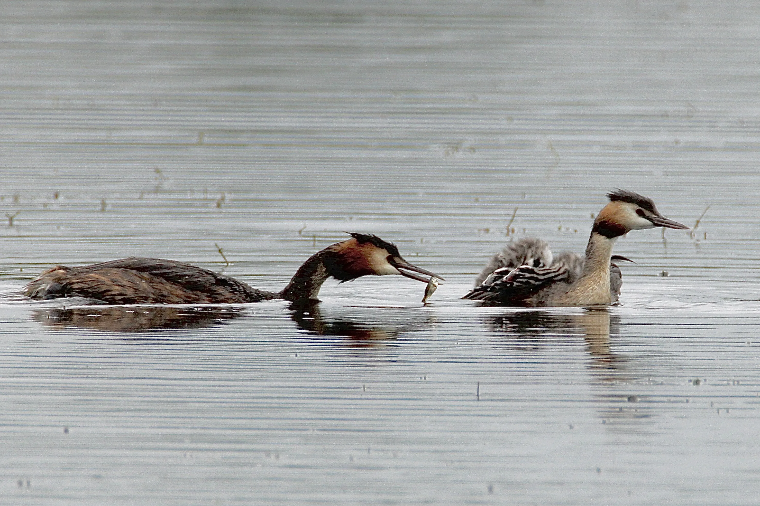 Grebes