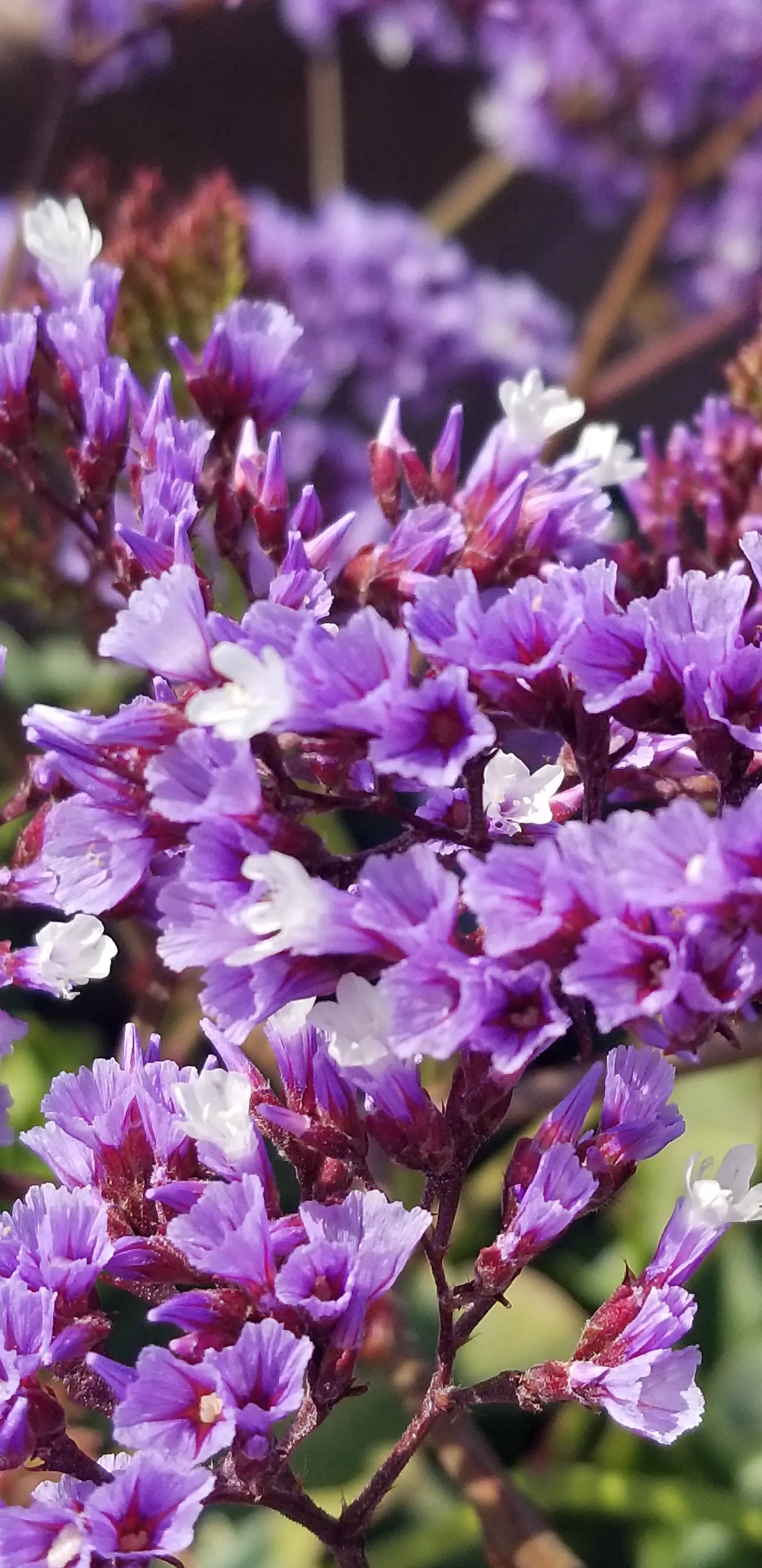 Anything Purple
