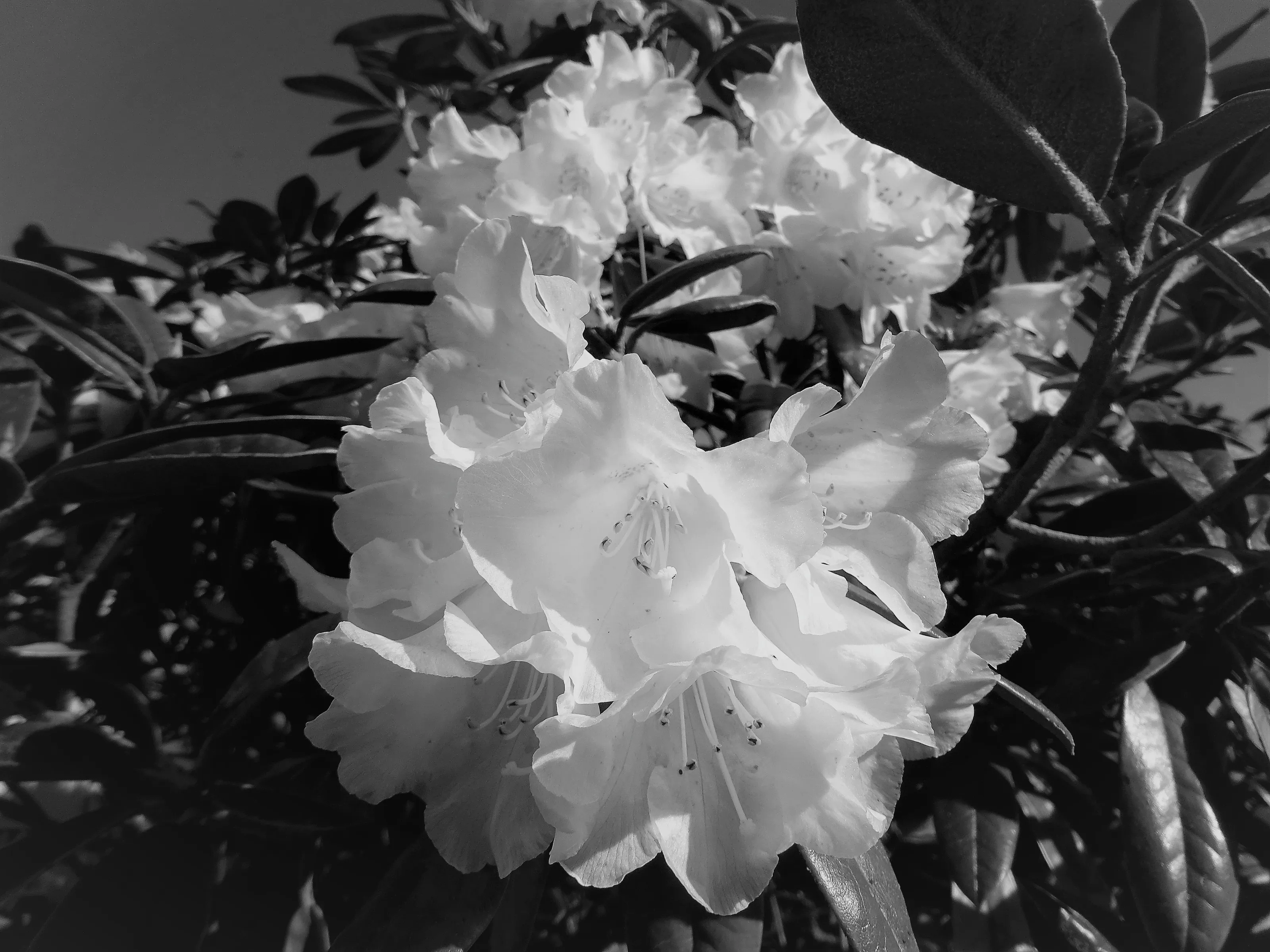 Flowers in Black and White