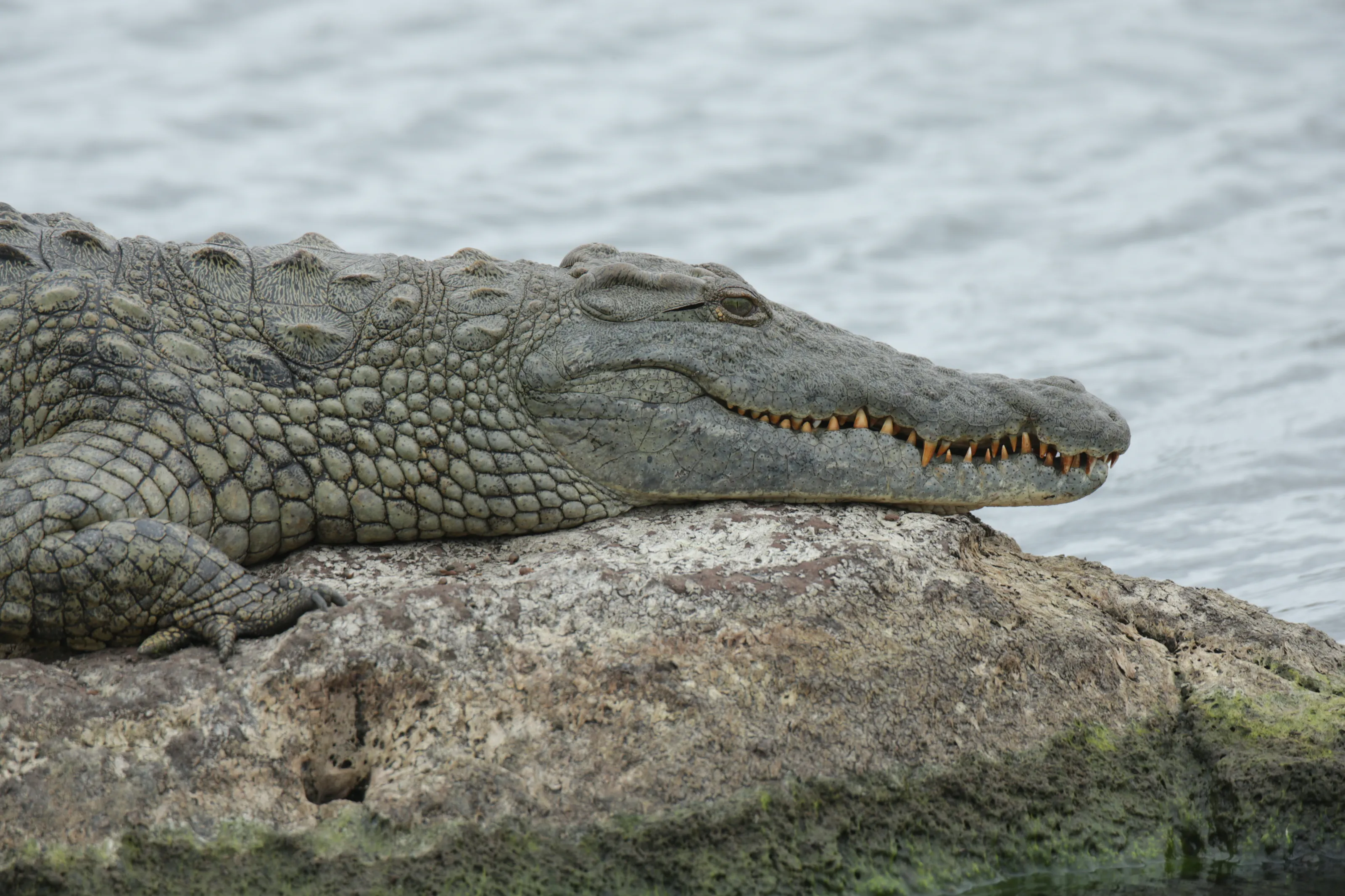 Close Encounters with Large Reptiles