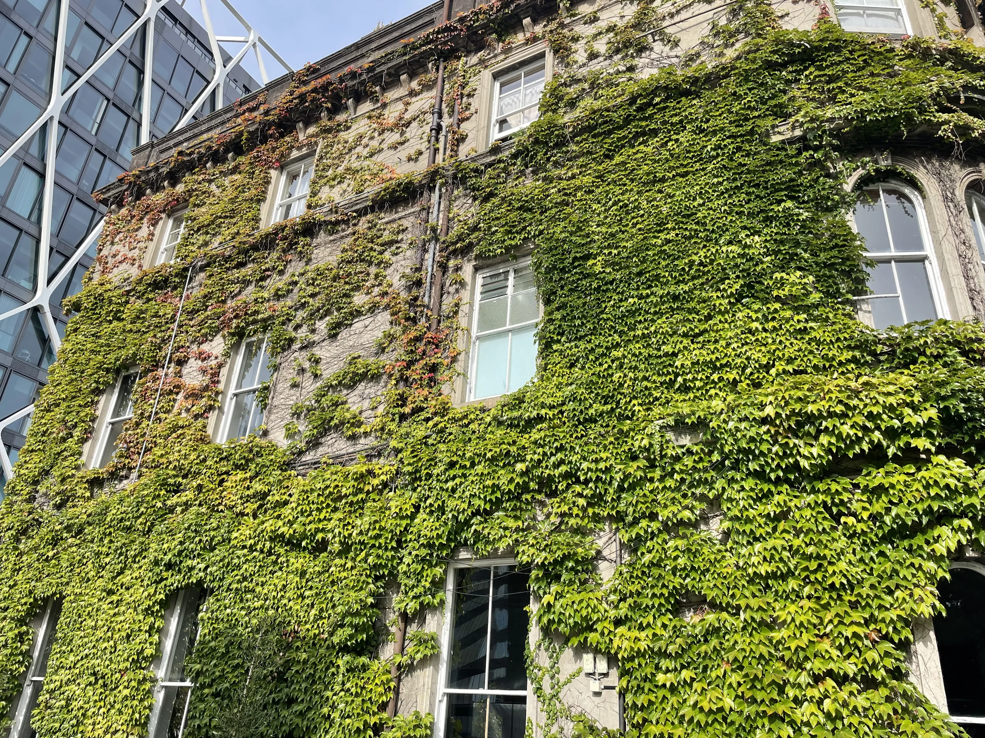 Plants Growing on Buildings