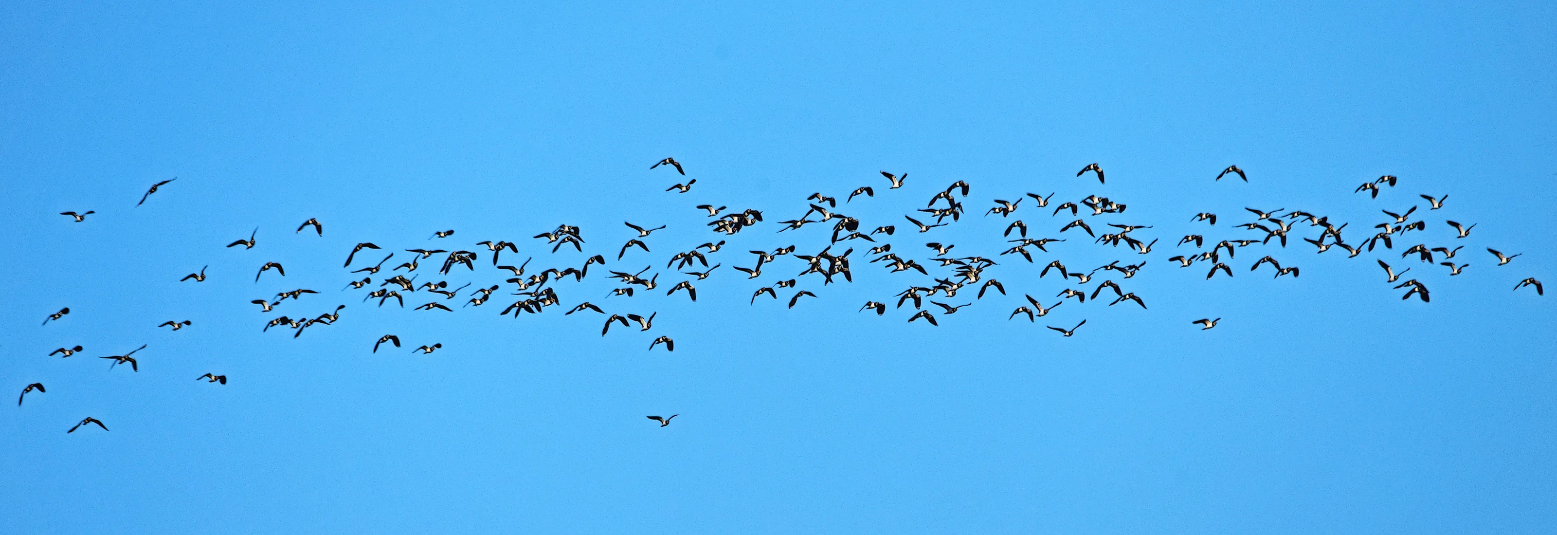 Birds in the Air (in colour)