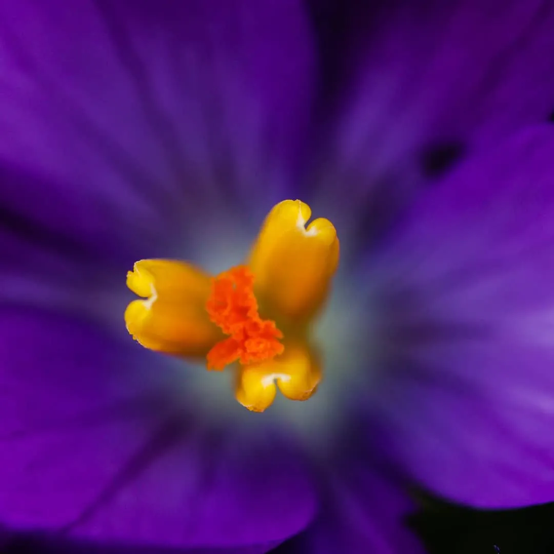 Crocus Flowers (in colour)