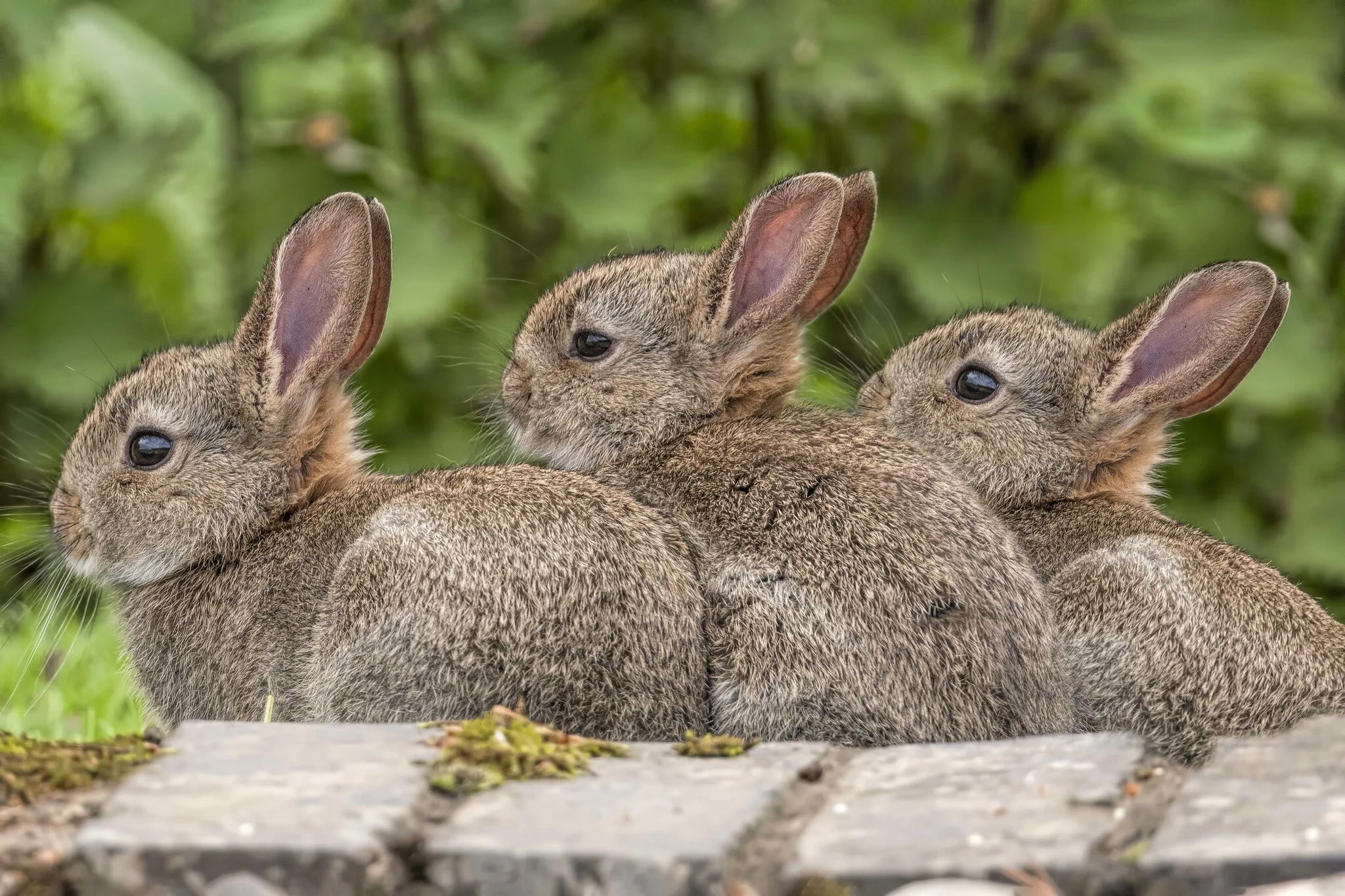 Brown Animals