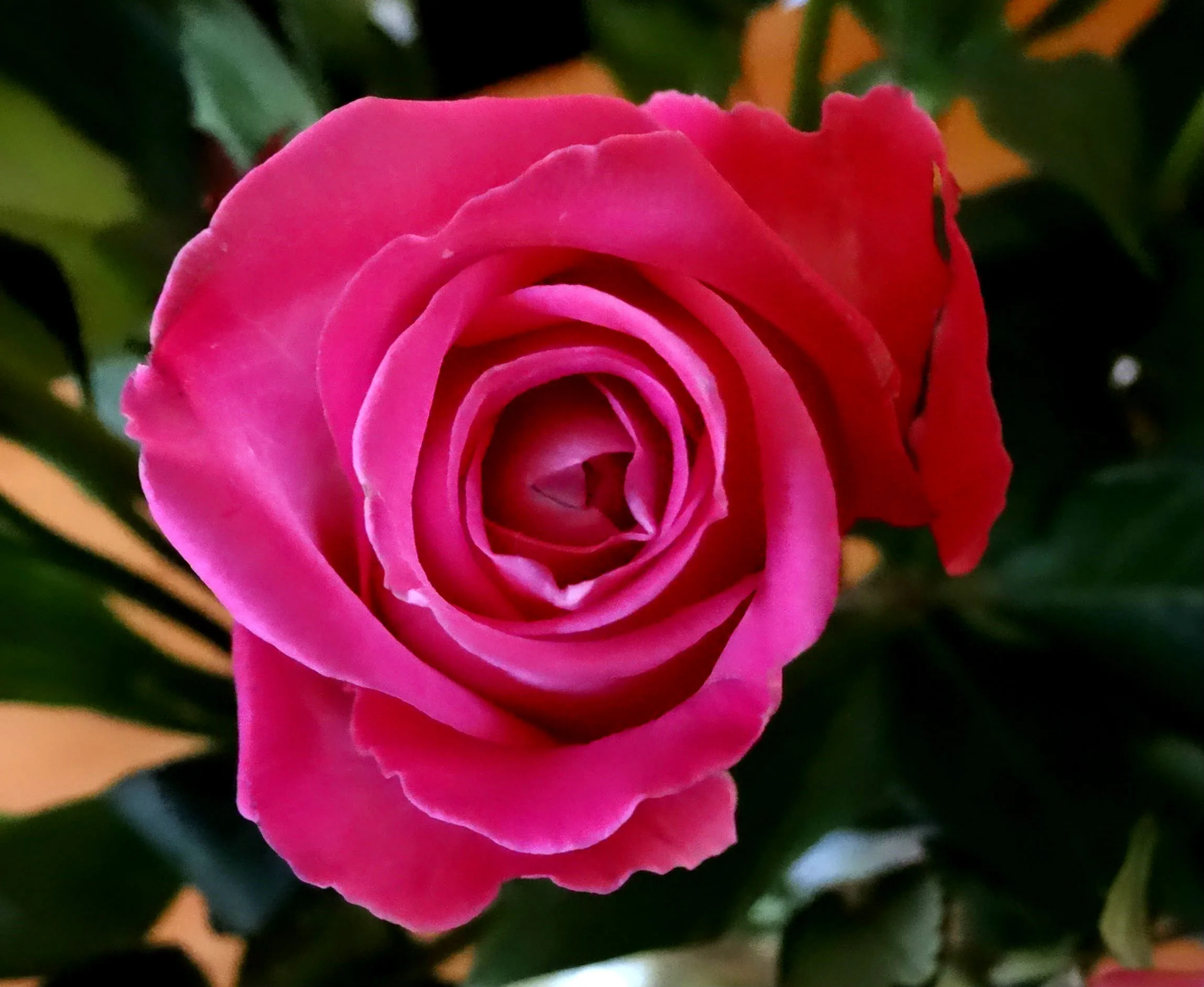 A Single Rose (in colour)