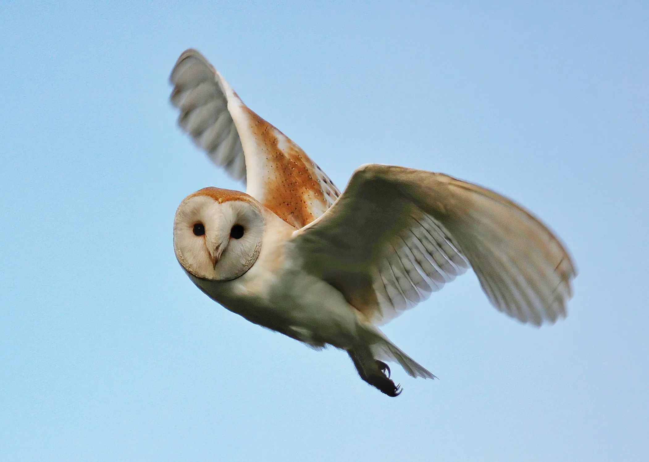 Barn Owls (in colour)