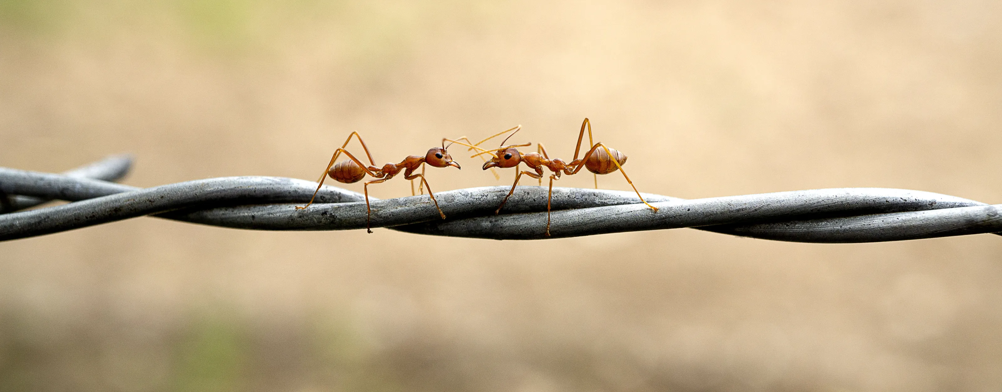 Ants (in colour)