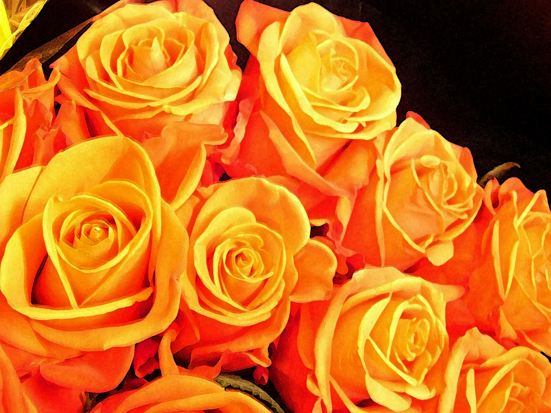 More Than One Rose of the Same Colour