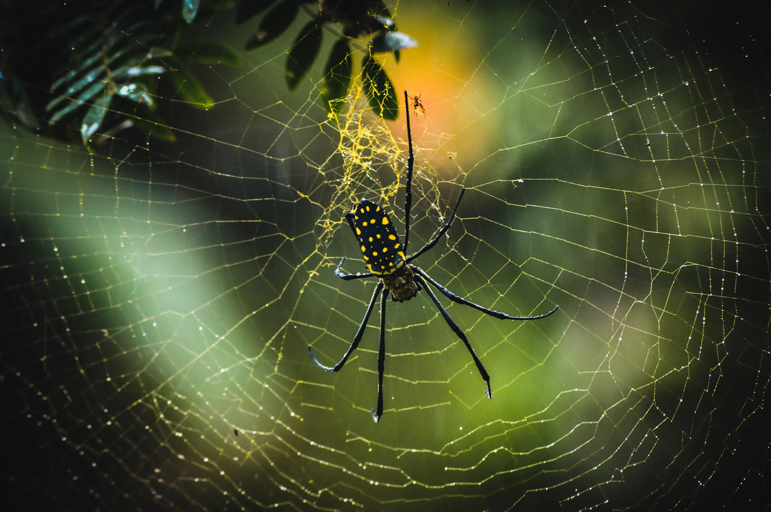 Spiders in Webs