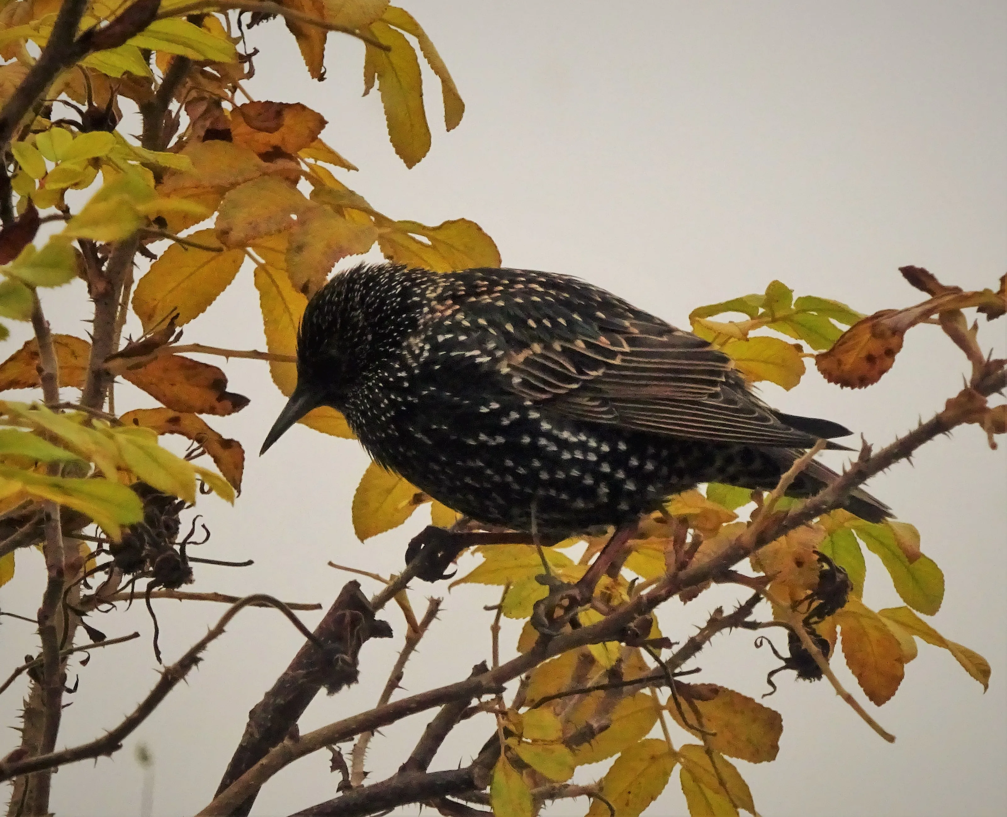 Spots in Nature on Plants and Animals
