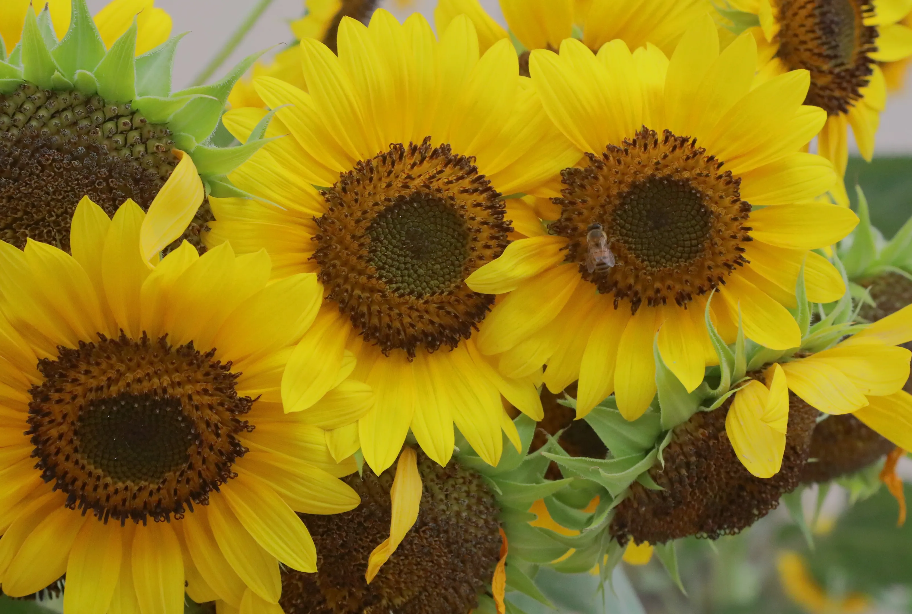Yellow Flowers (in colour)