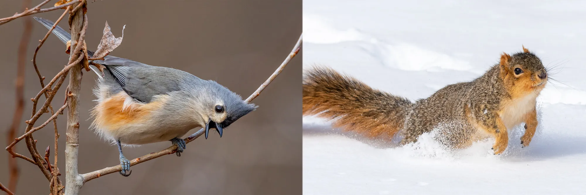 Birds or Squirrels of North America (in colour)
