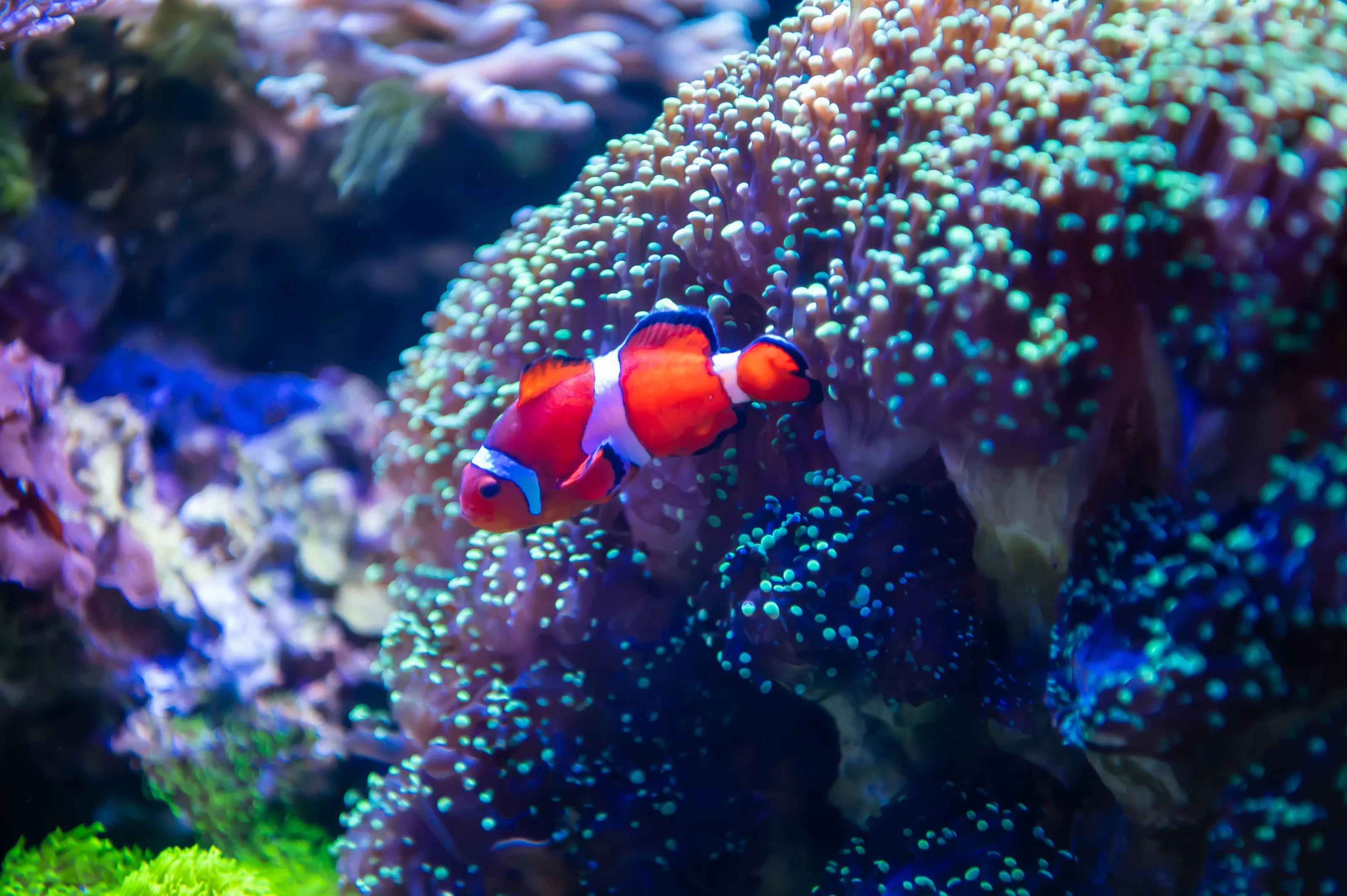 Underwater Aquatic Life (in colour)