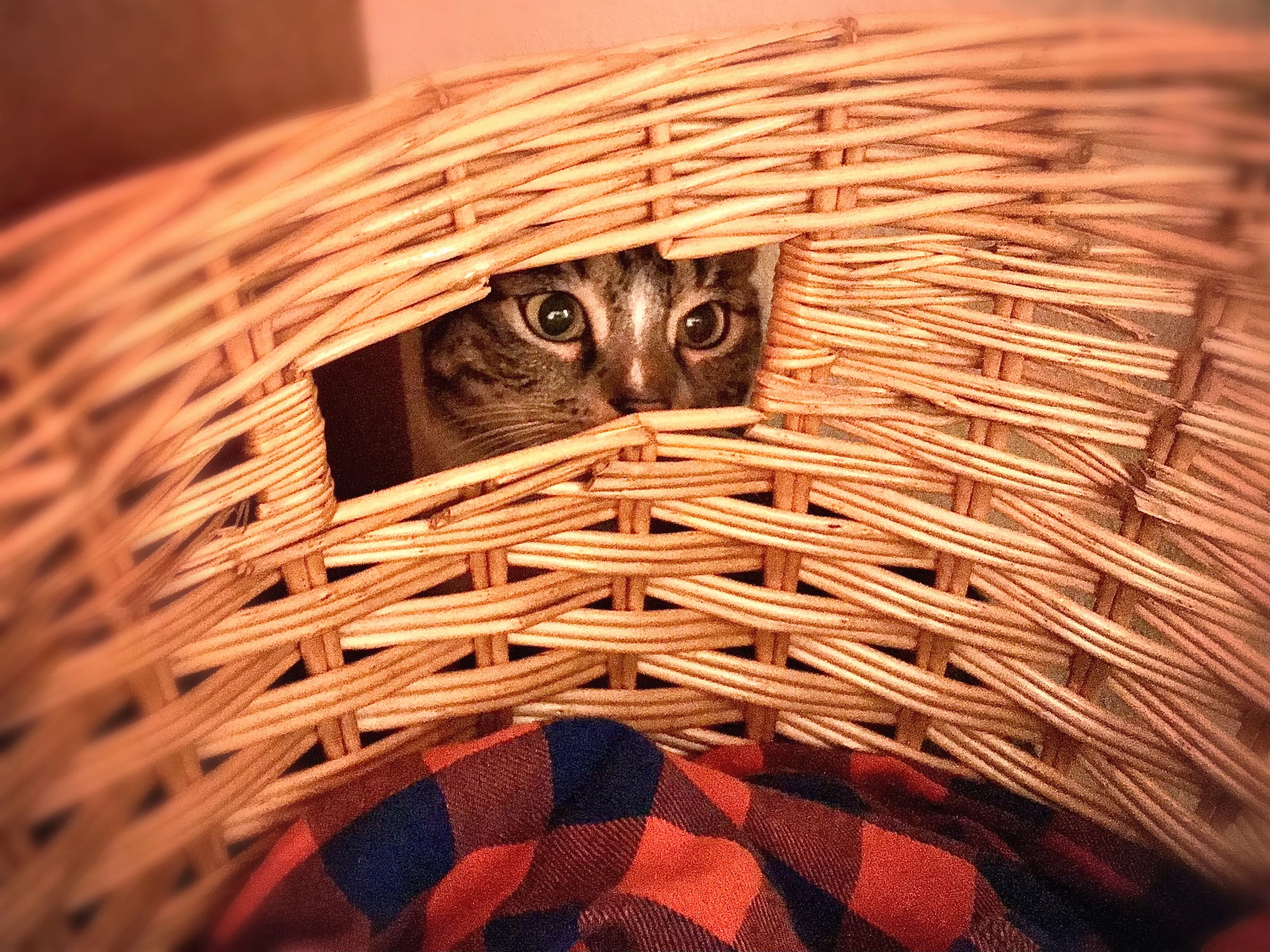 Playful Pets