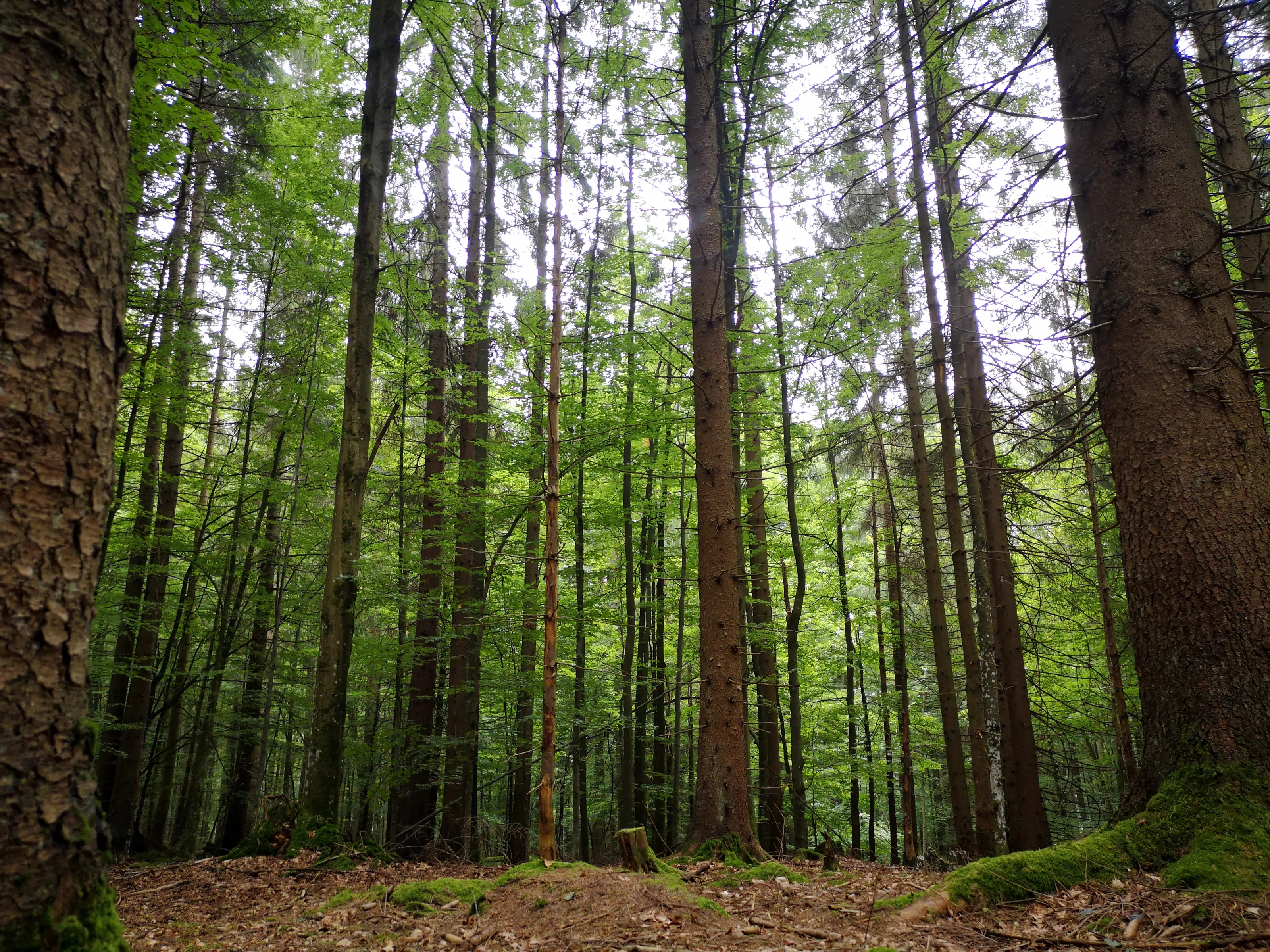 Forests (in colour)