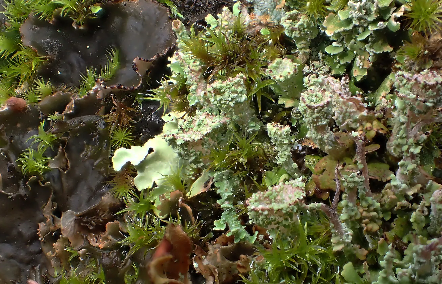 Lichens Up Close