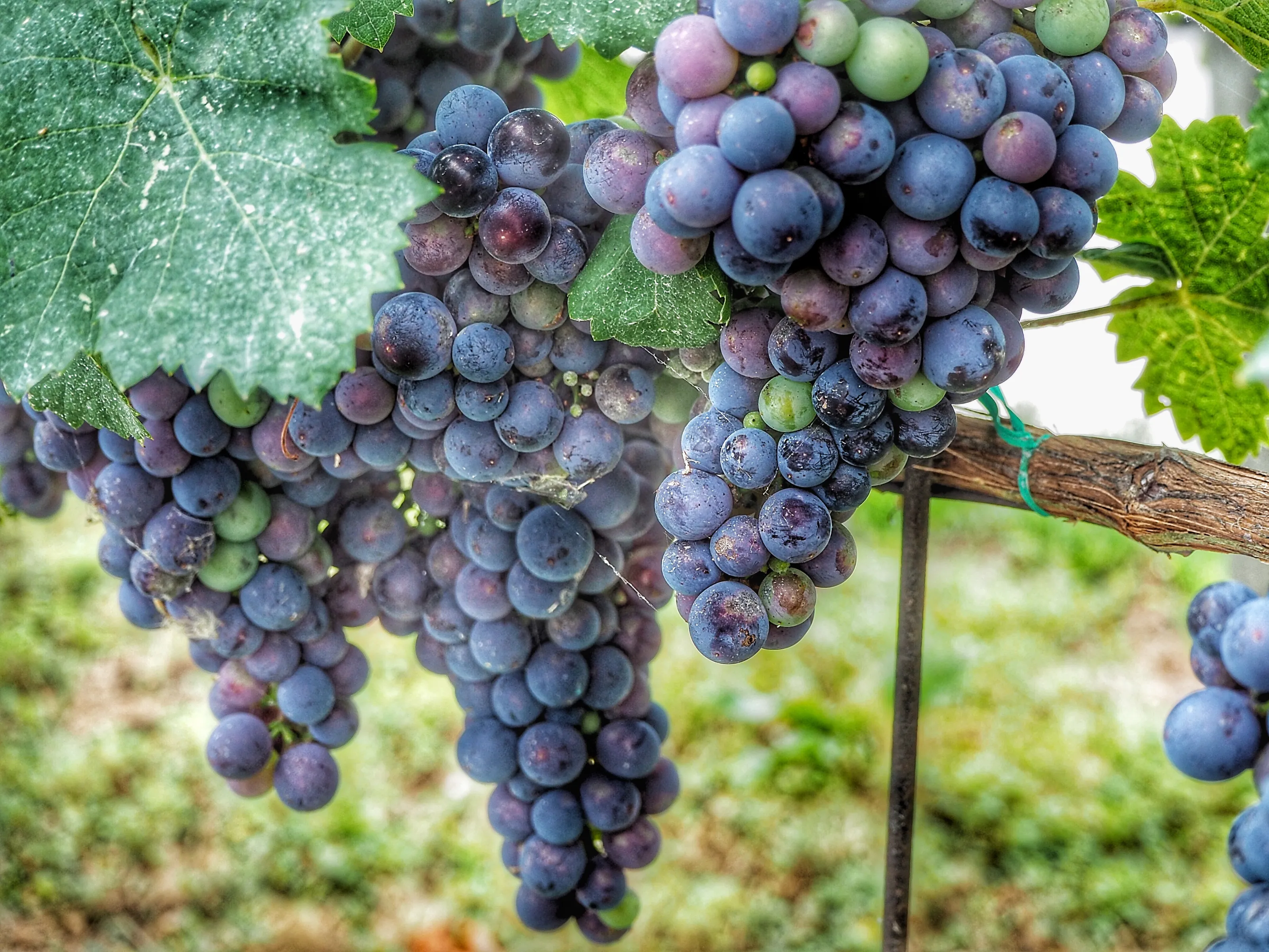 Grapes