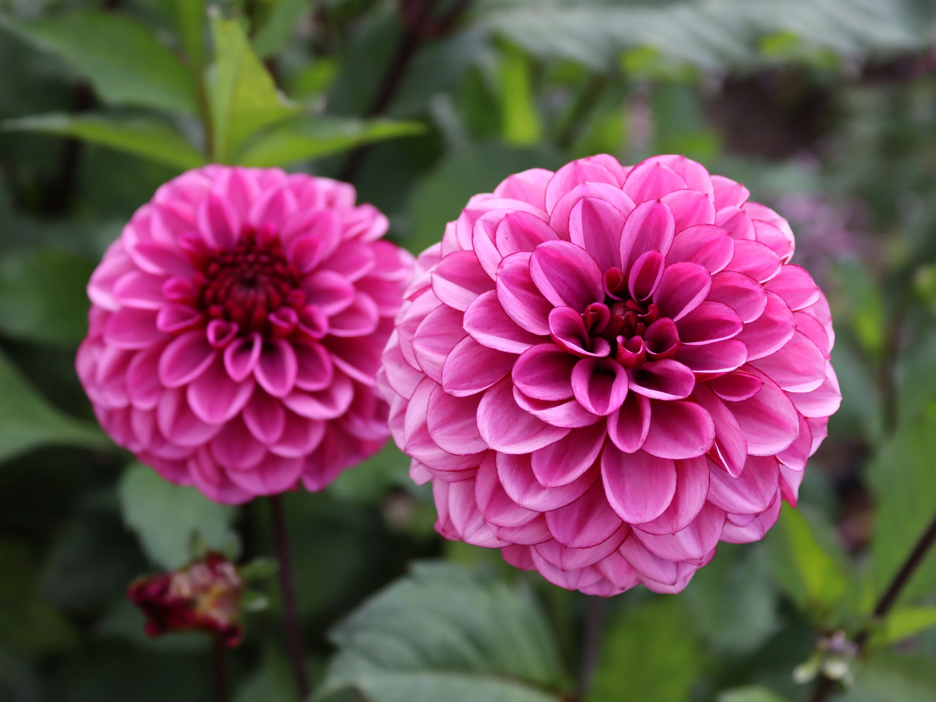 Dahlias In Close-Up and Macro (in colour)
