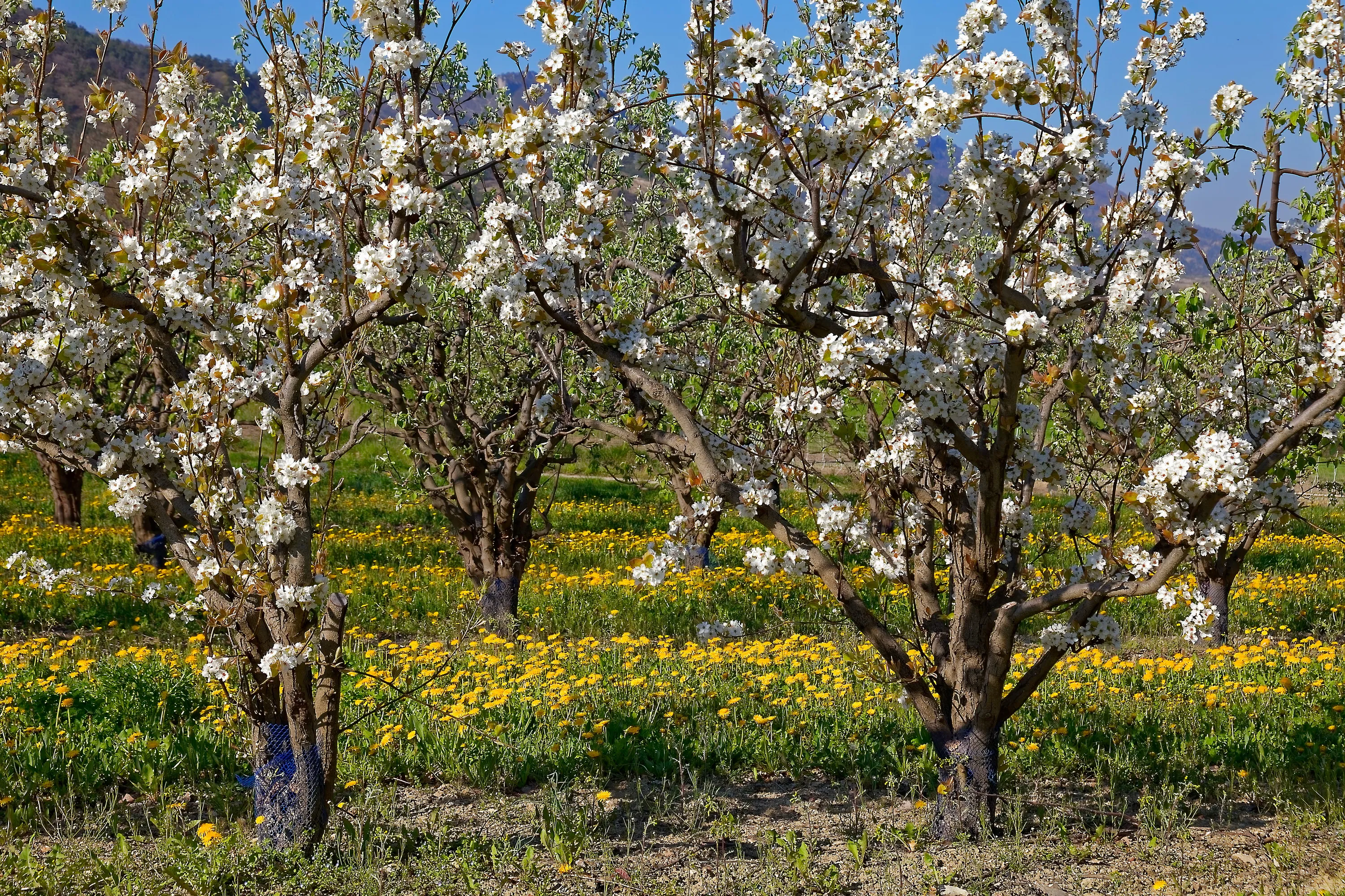 Trees in Bloom