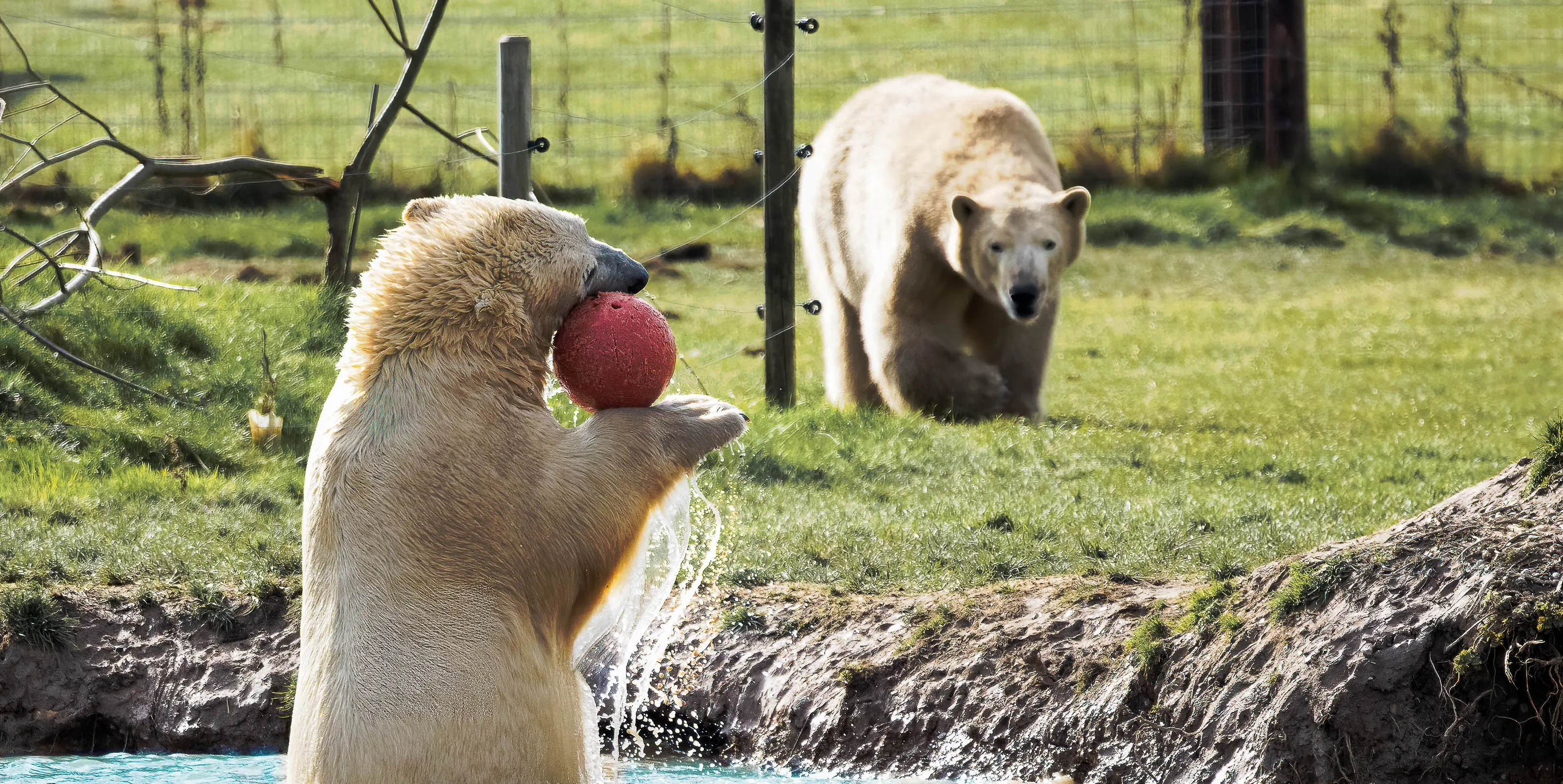 Animals at Play