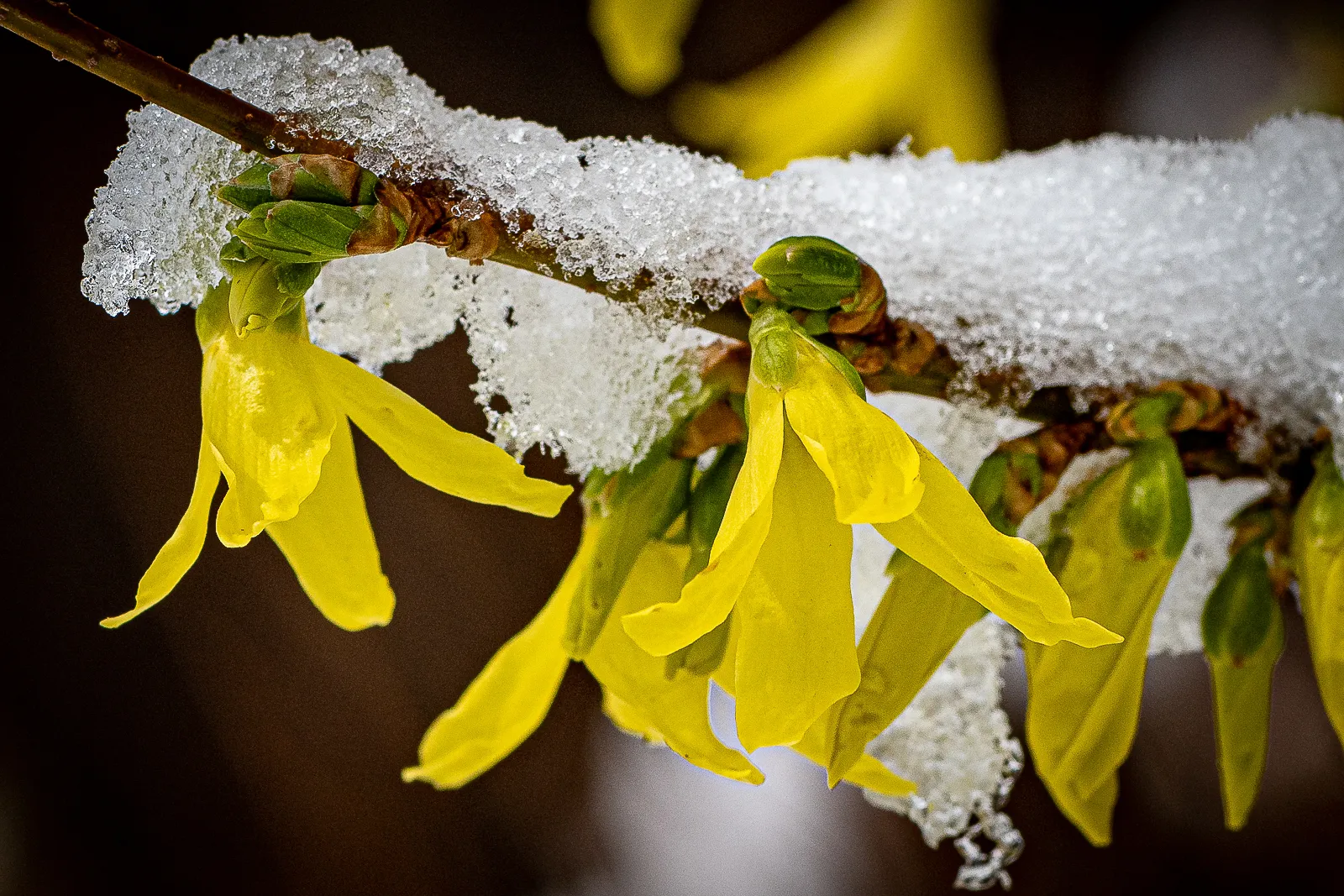 Flowers in Snow