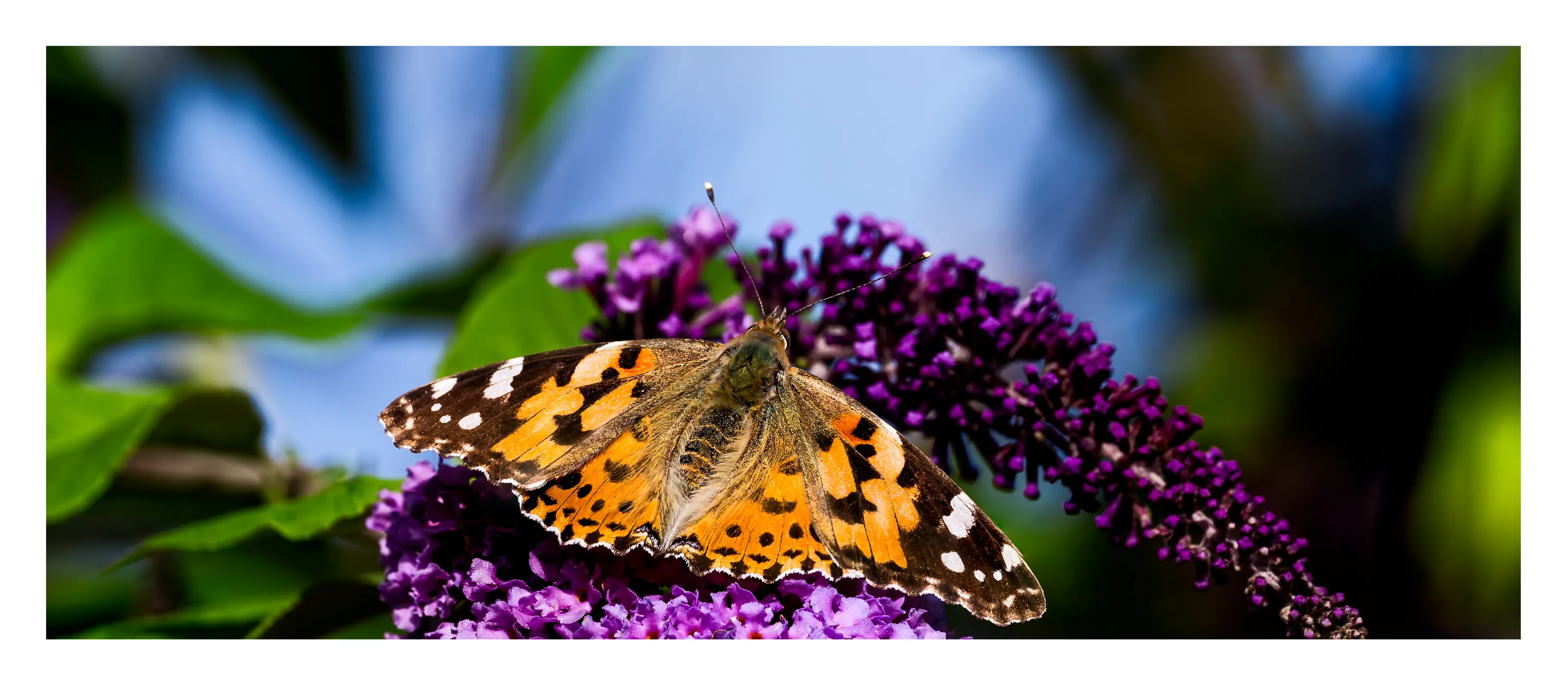 Butterflies (in colour)