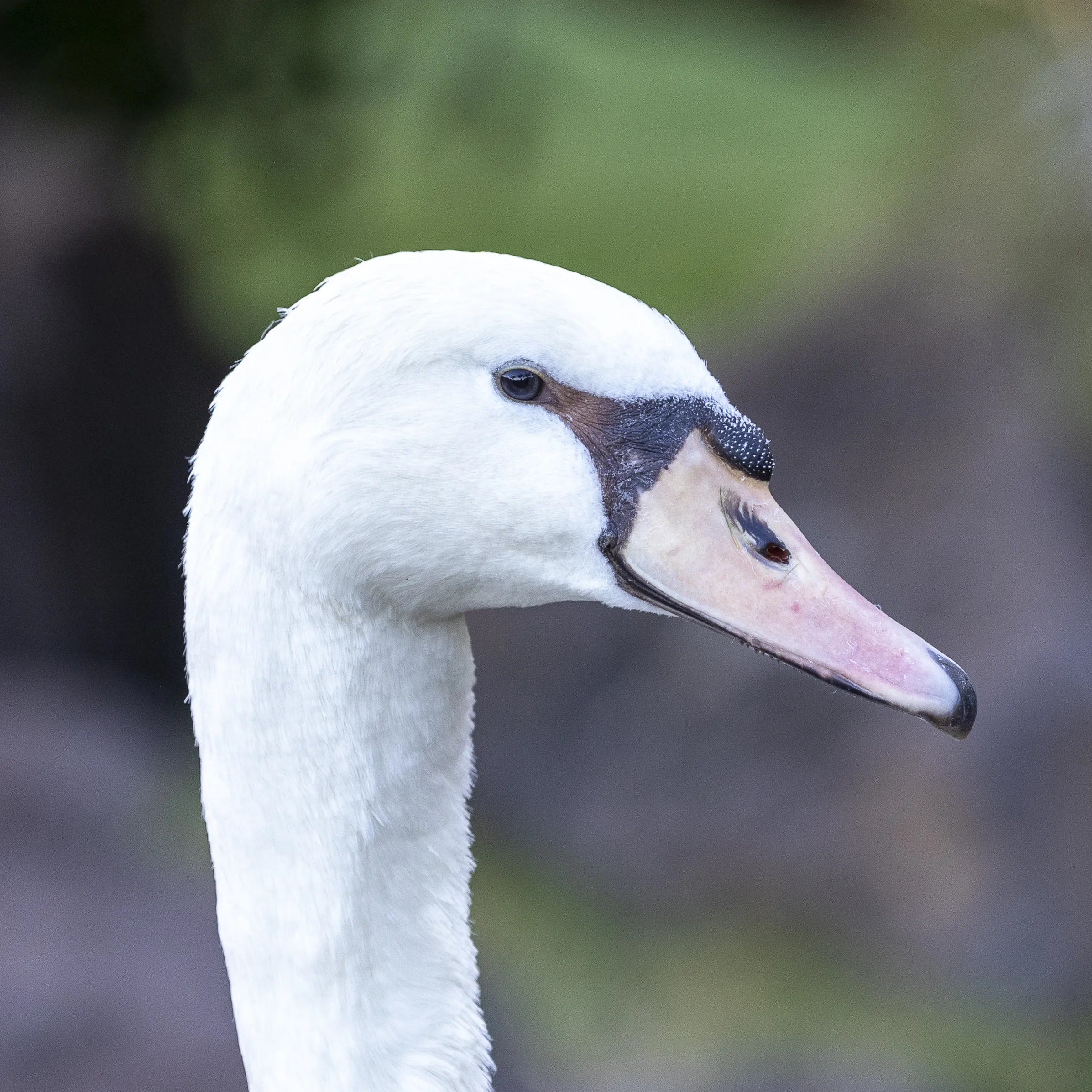 Head and Neck Portraits of Ducks, Geese and Swans