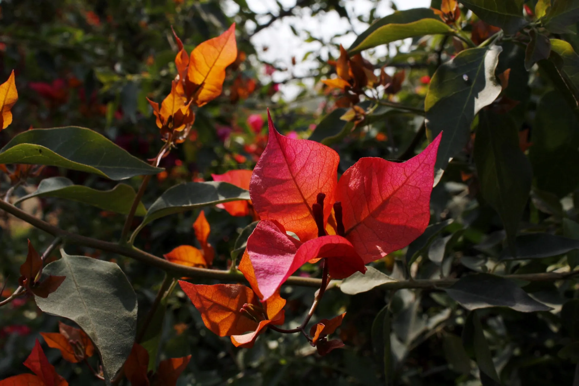 Red, Pink or Orange Flowers
