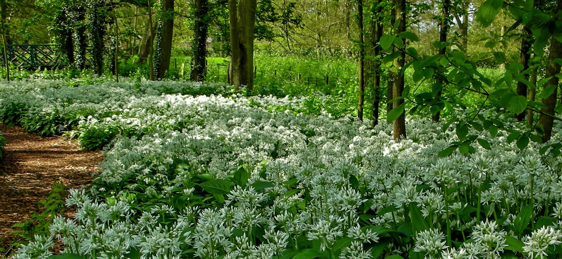 Trees with a Carpet of Woodland Plants (not grass)
