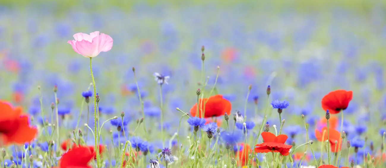 Wildflowers (in colour)