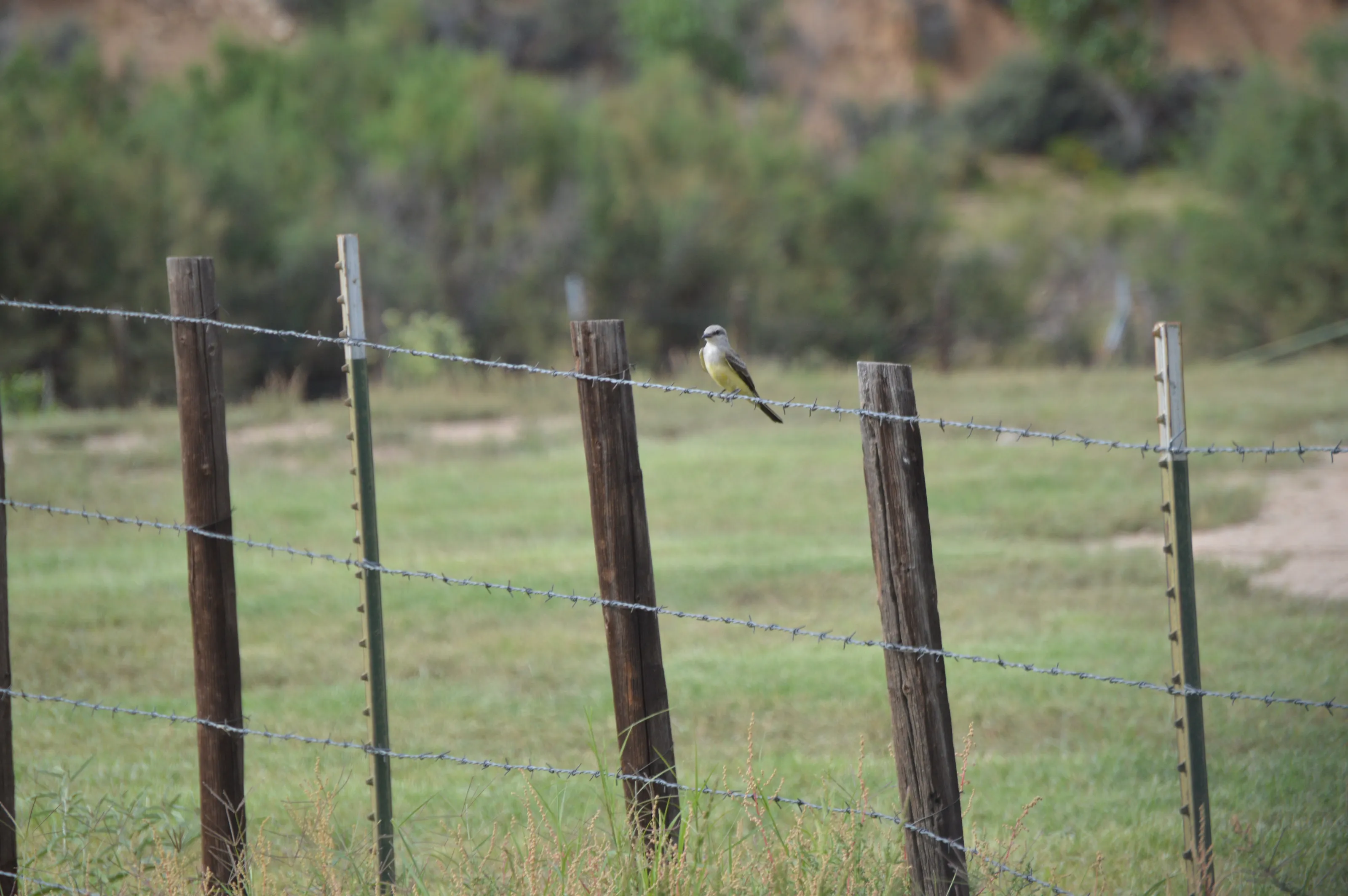 Fences