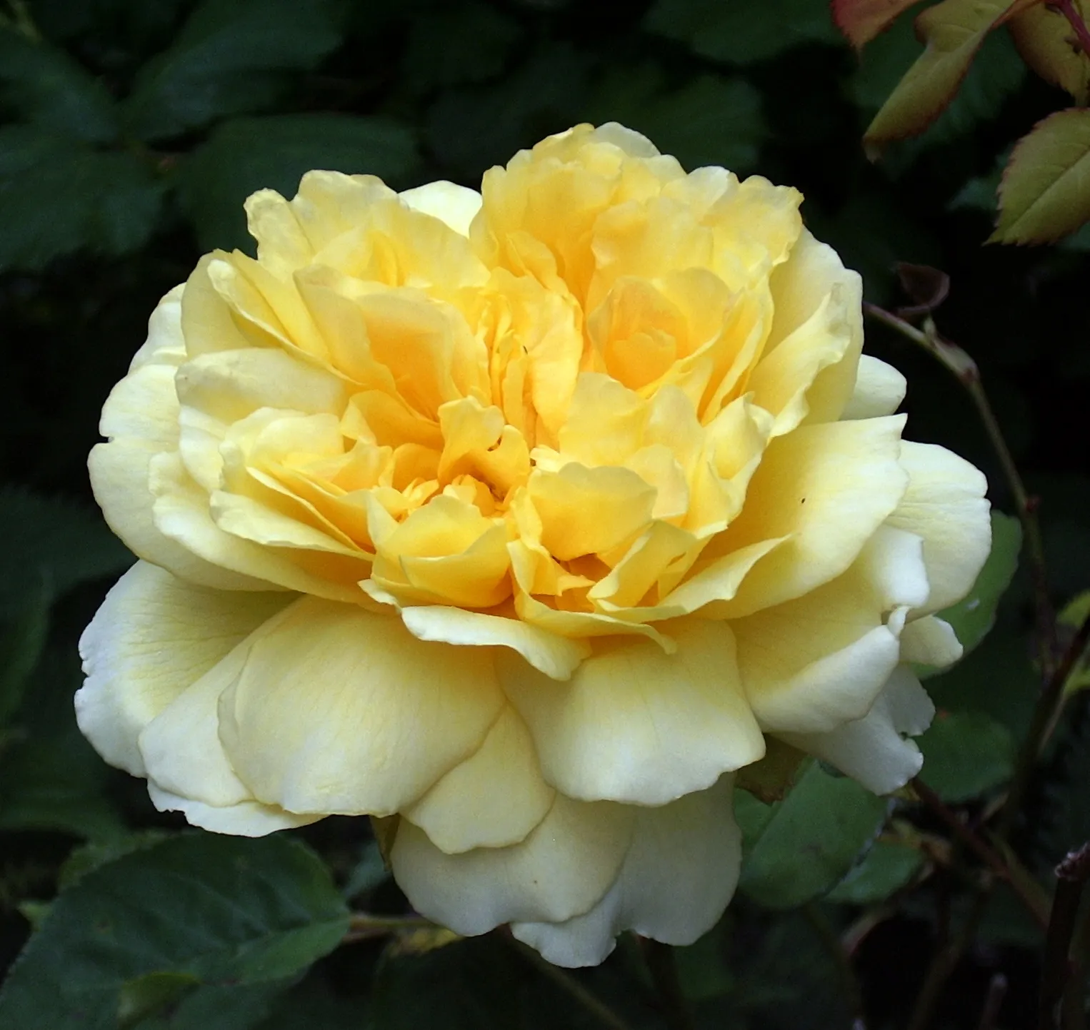 Different Shades of One Colour (in colour)