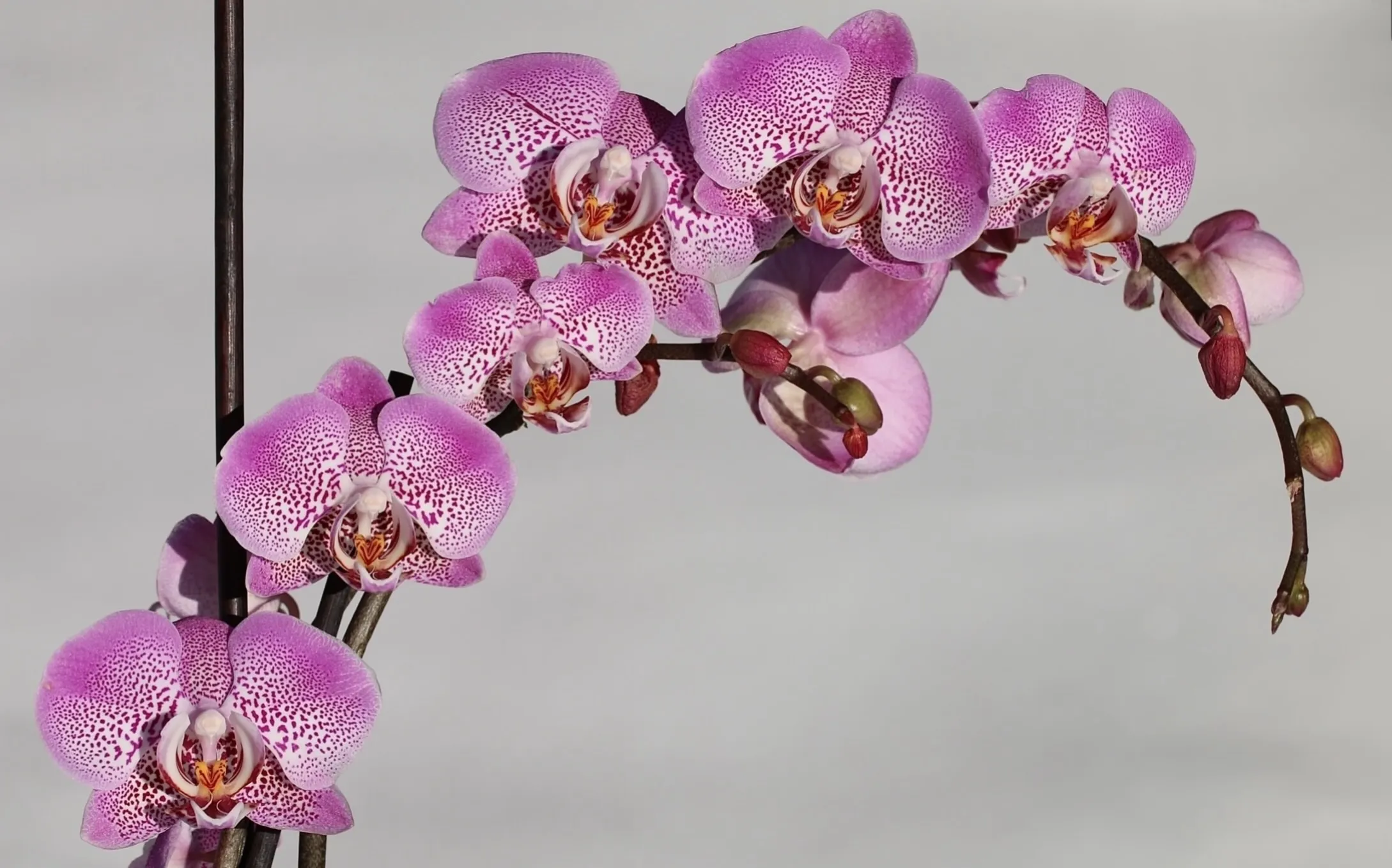 Orchids (in colour)