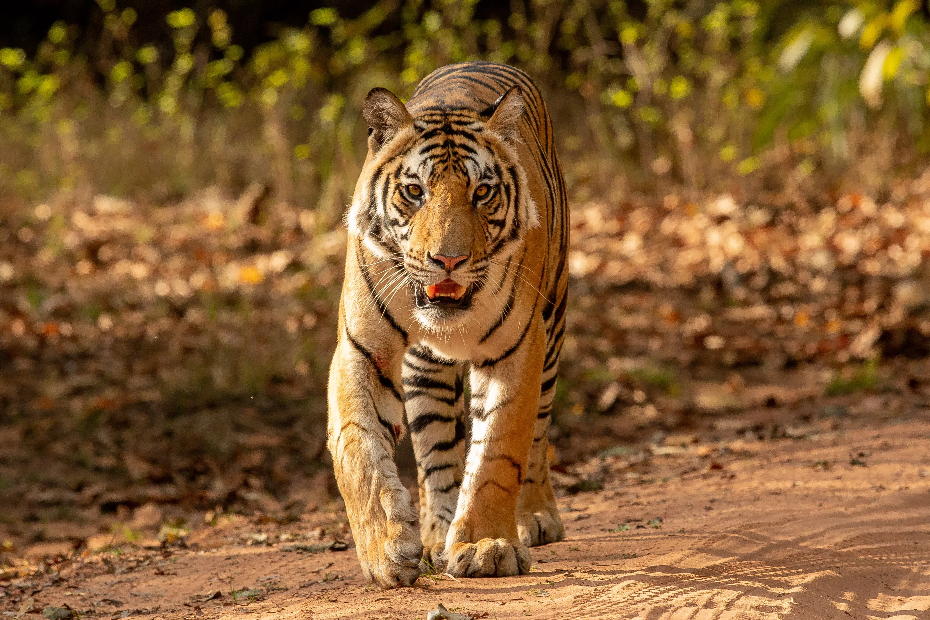 Tigers