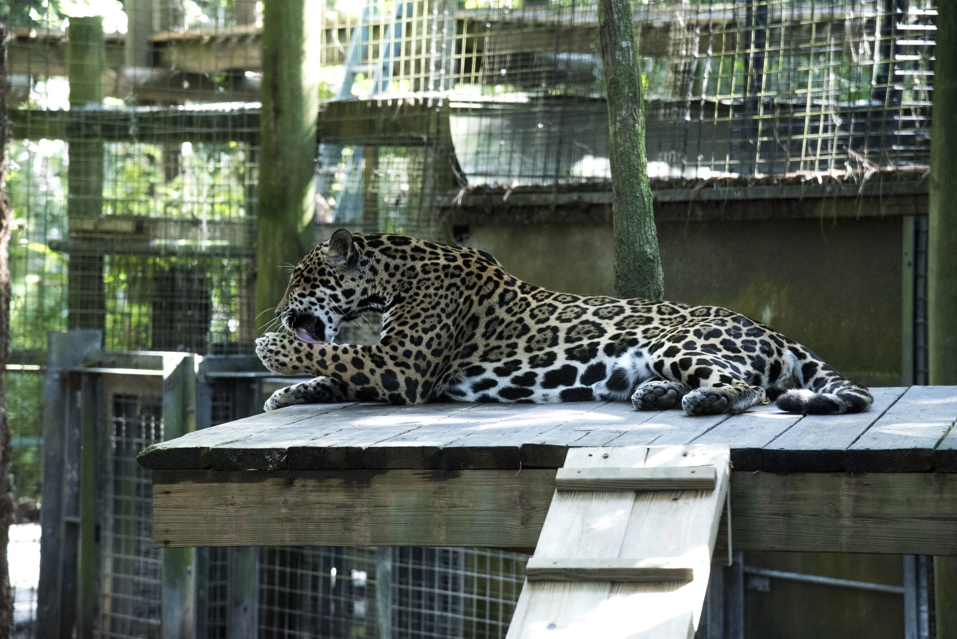 Animals in a Zoo