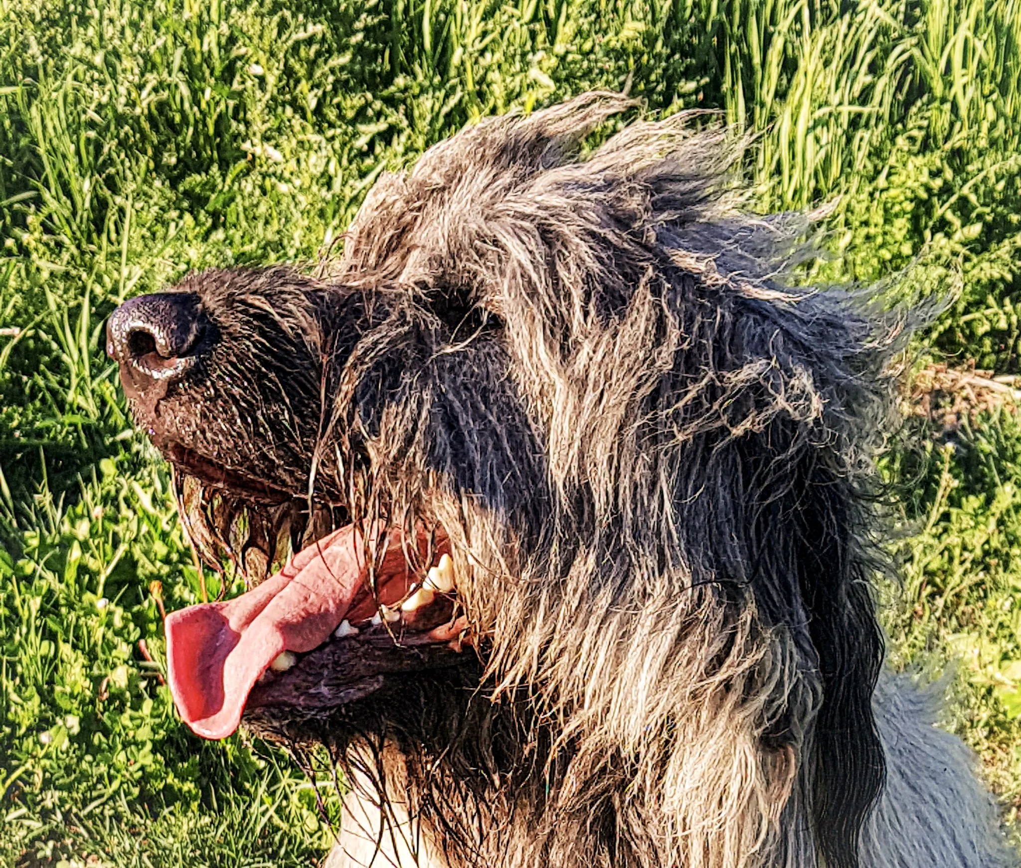 Head Shots of Dogs (in colour)