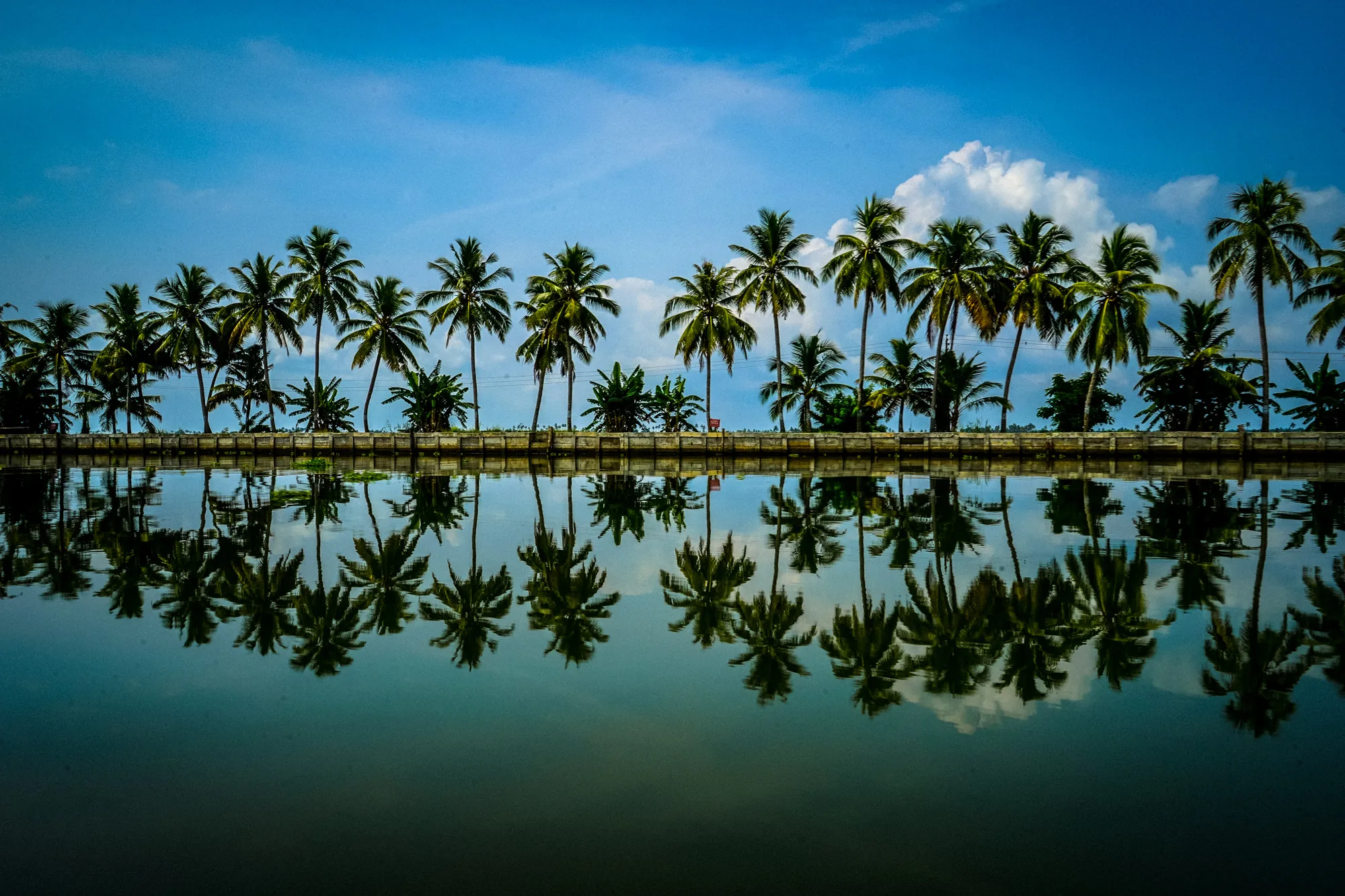 Palm Trees (in colour)