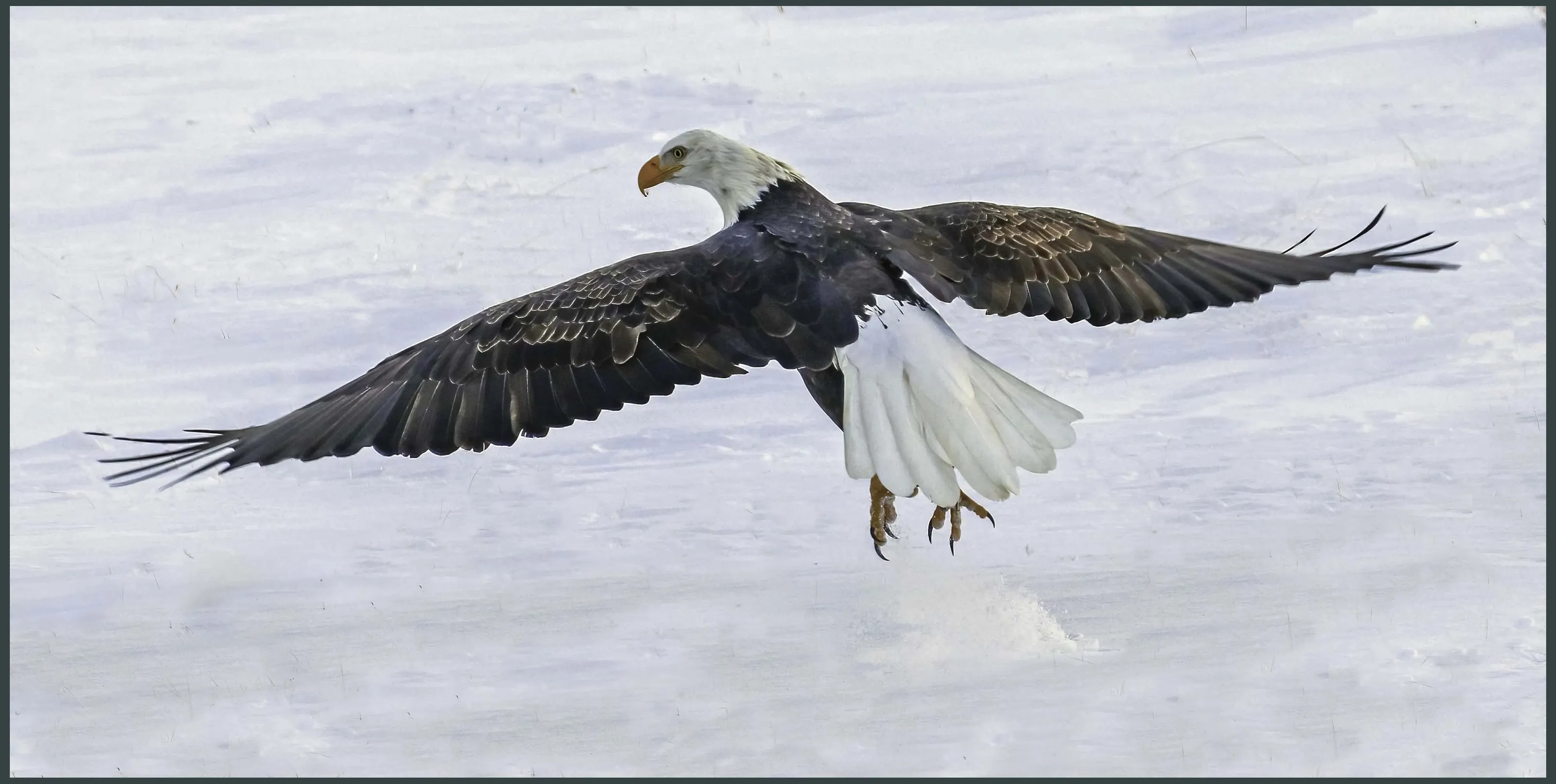 Bald Eagles and Golden Eagles in the Wild