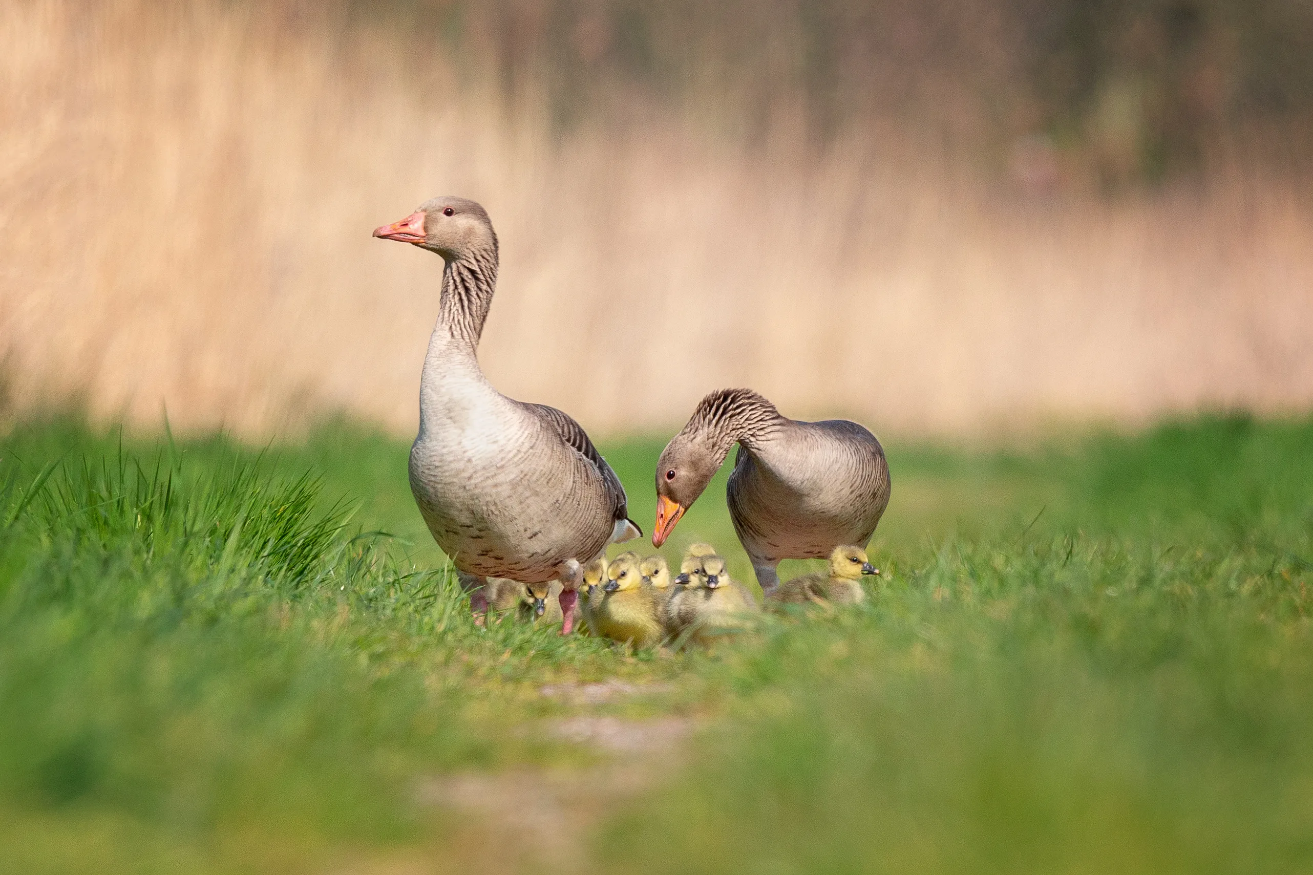 Both Parents and their Children or Young