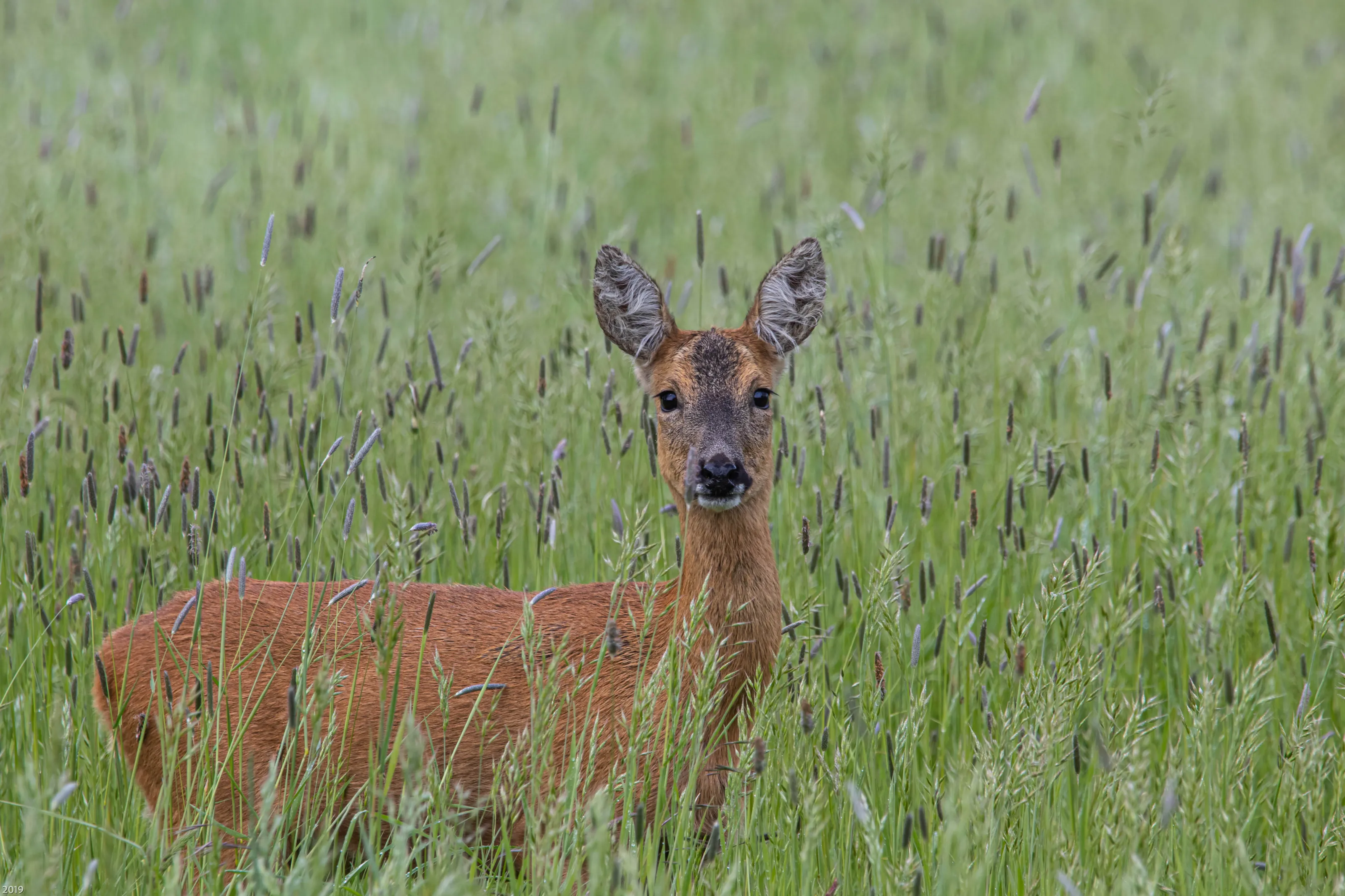 Animals or People Hiding in the Grass
