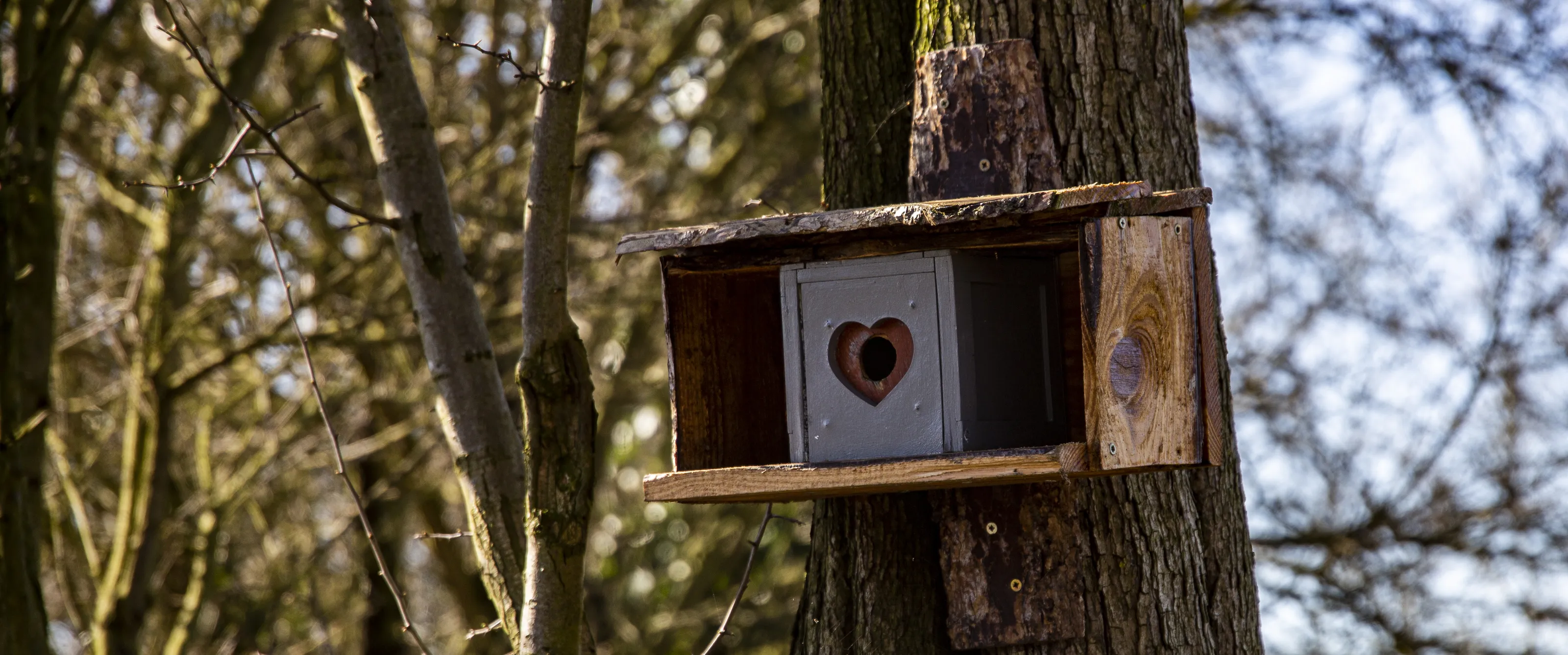 Bird Boxes