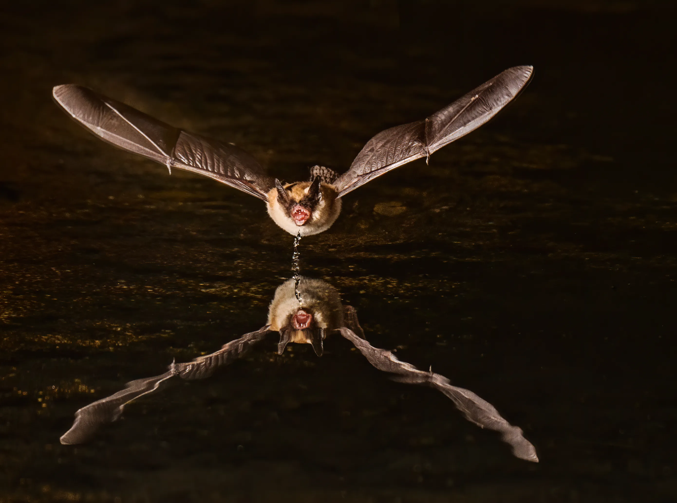 Living Bats