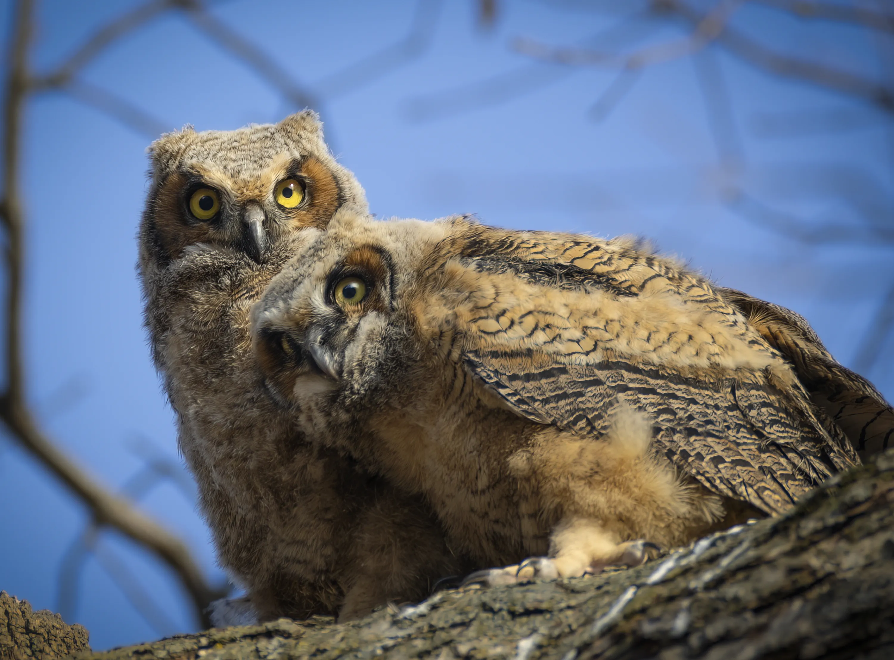 Owls