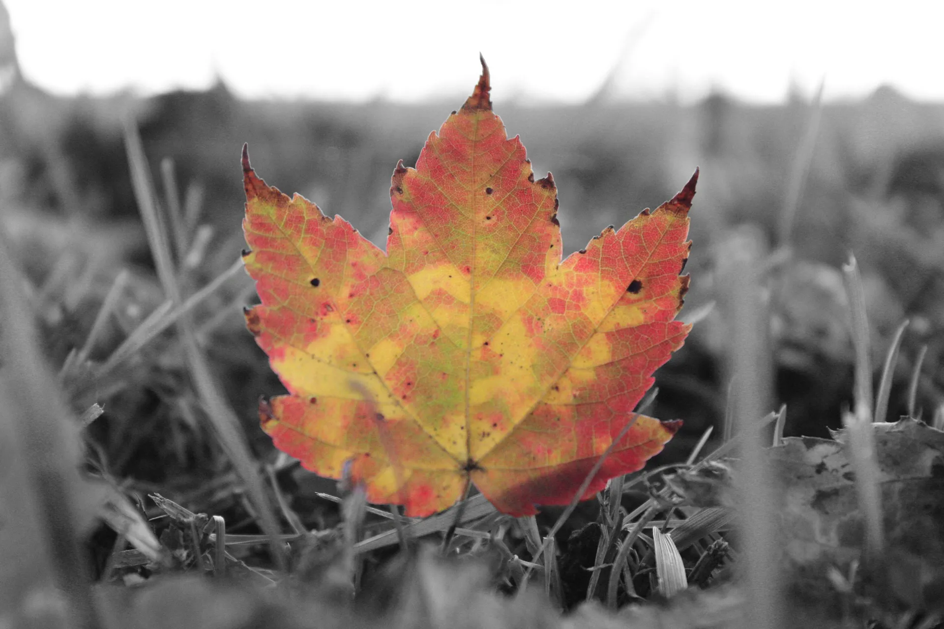 Selective Colour