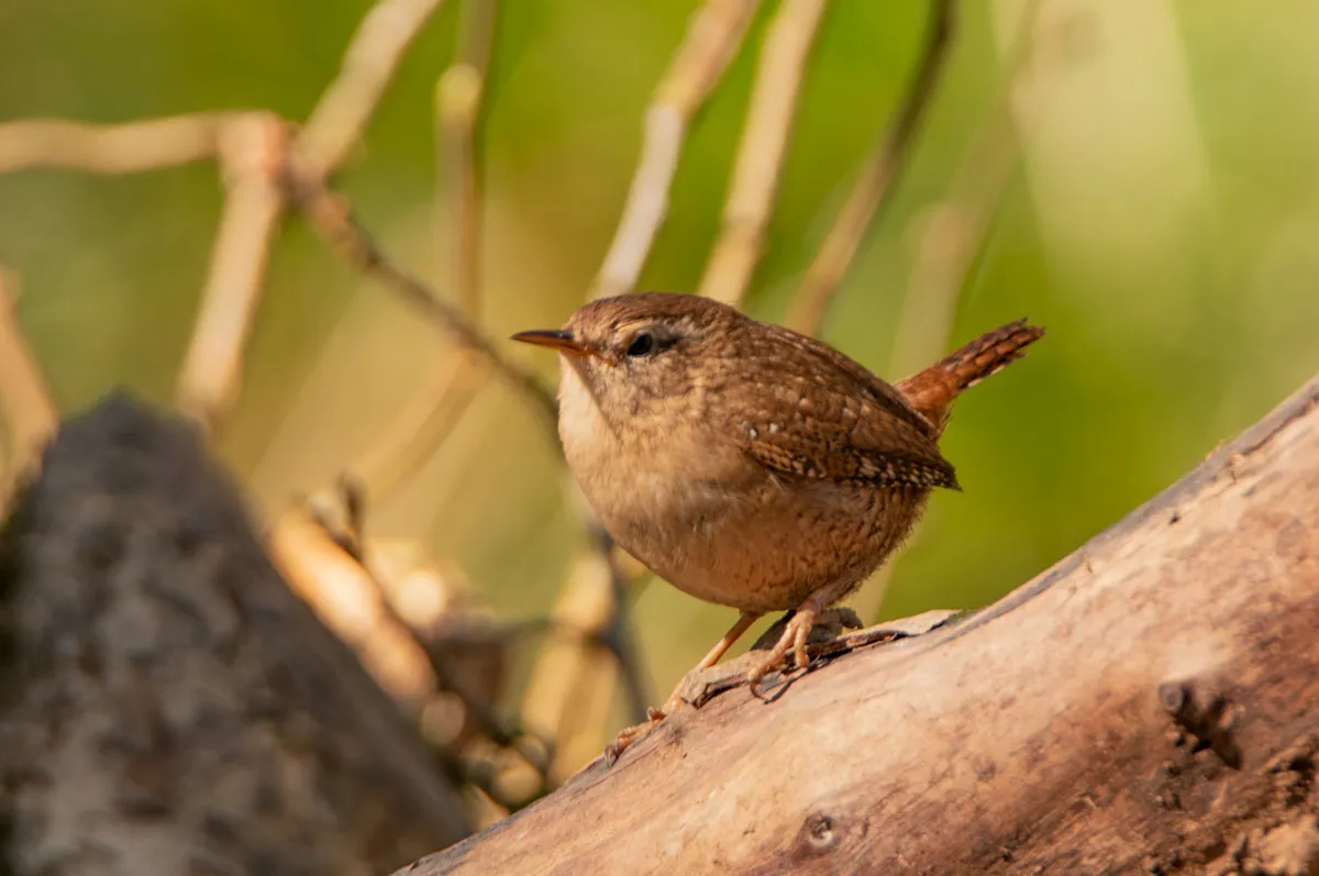 British Woodland Birds