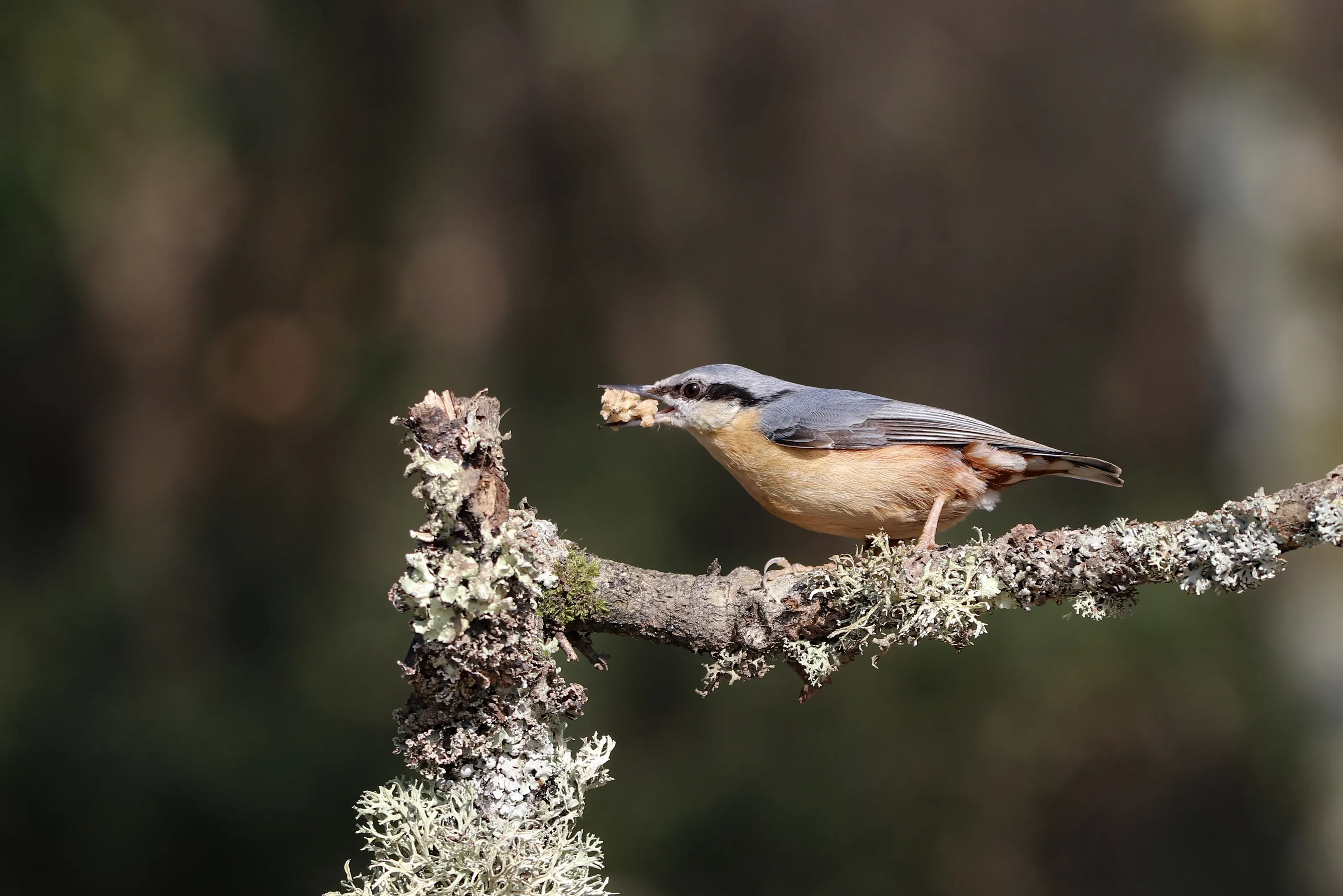 One Bird on a Branch