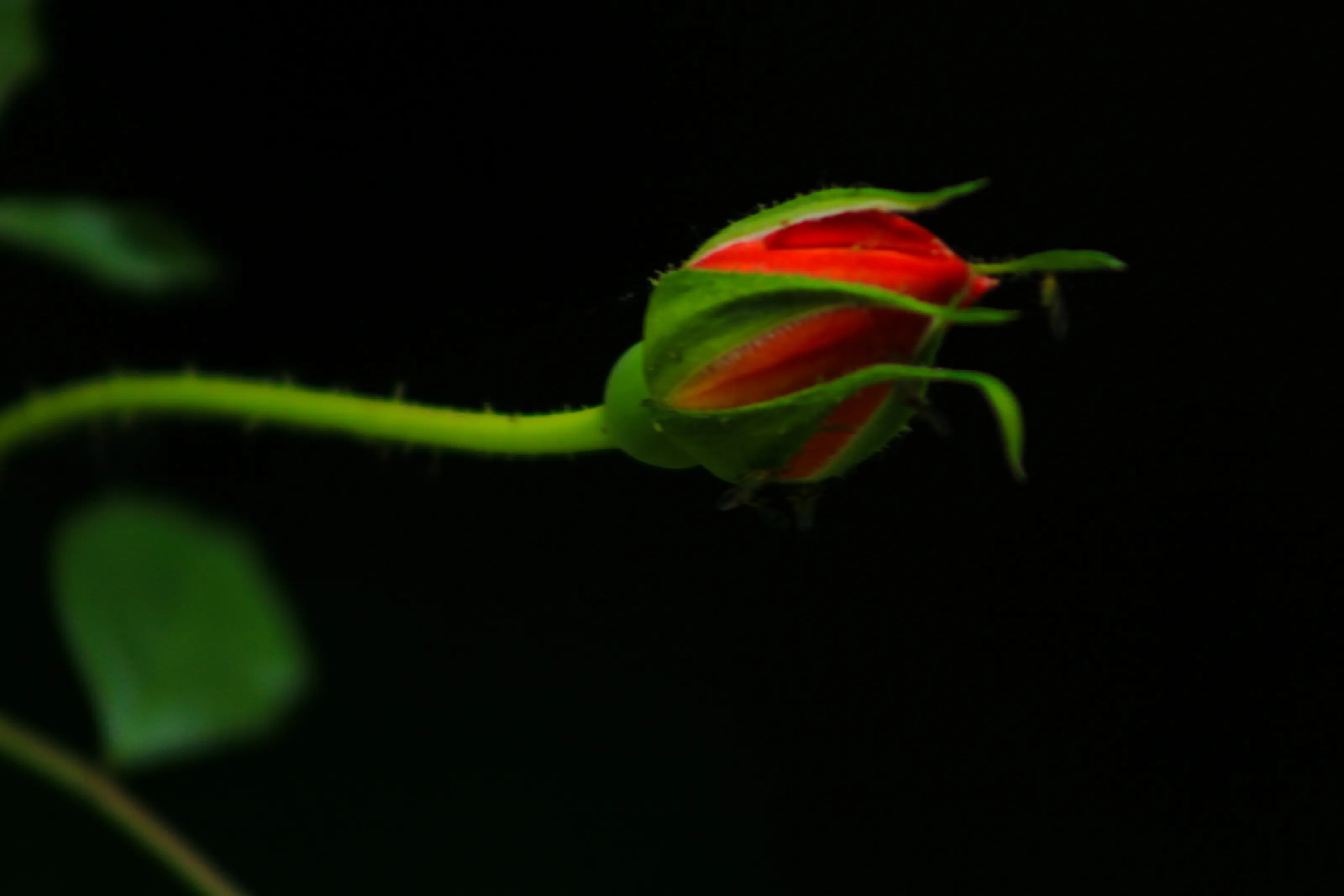 The Best of Nature