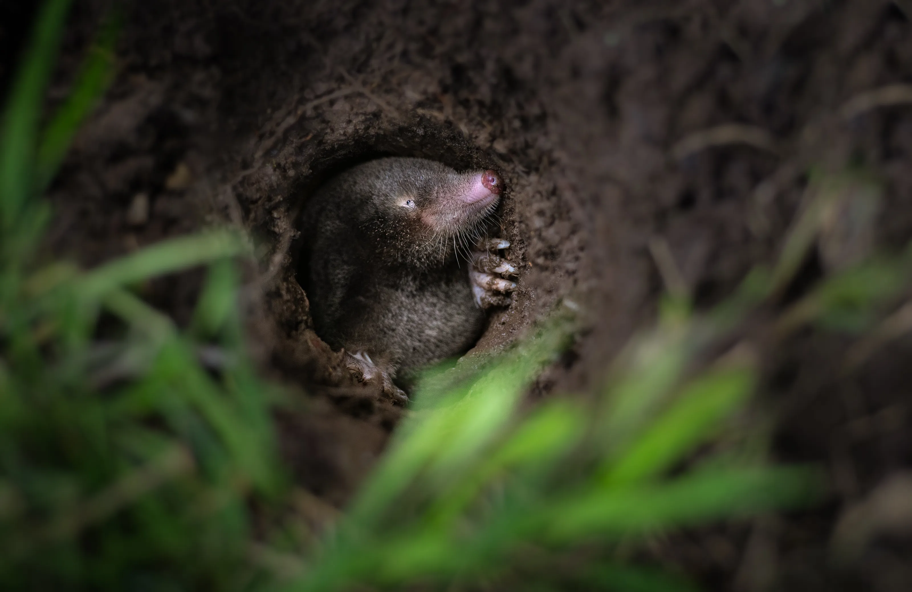 Garden Wildlife